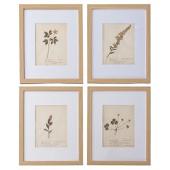 Set of 4 Custom Framed Antique Herbarium Botanical Specimens, 1911-1912