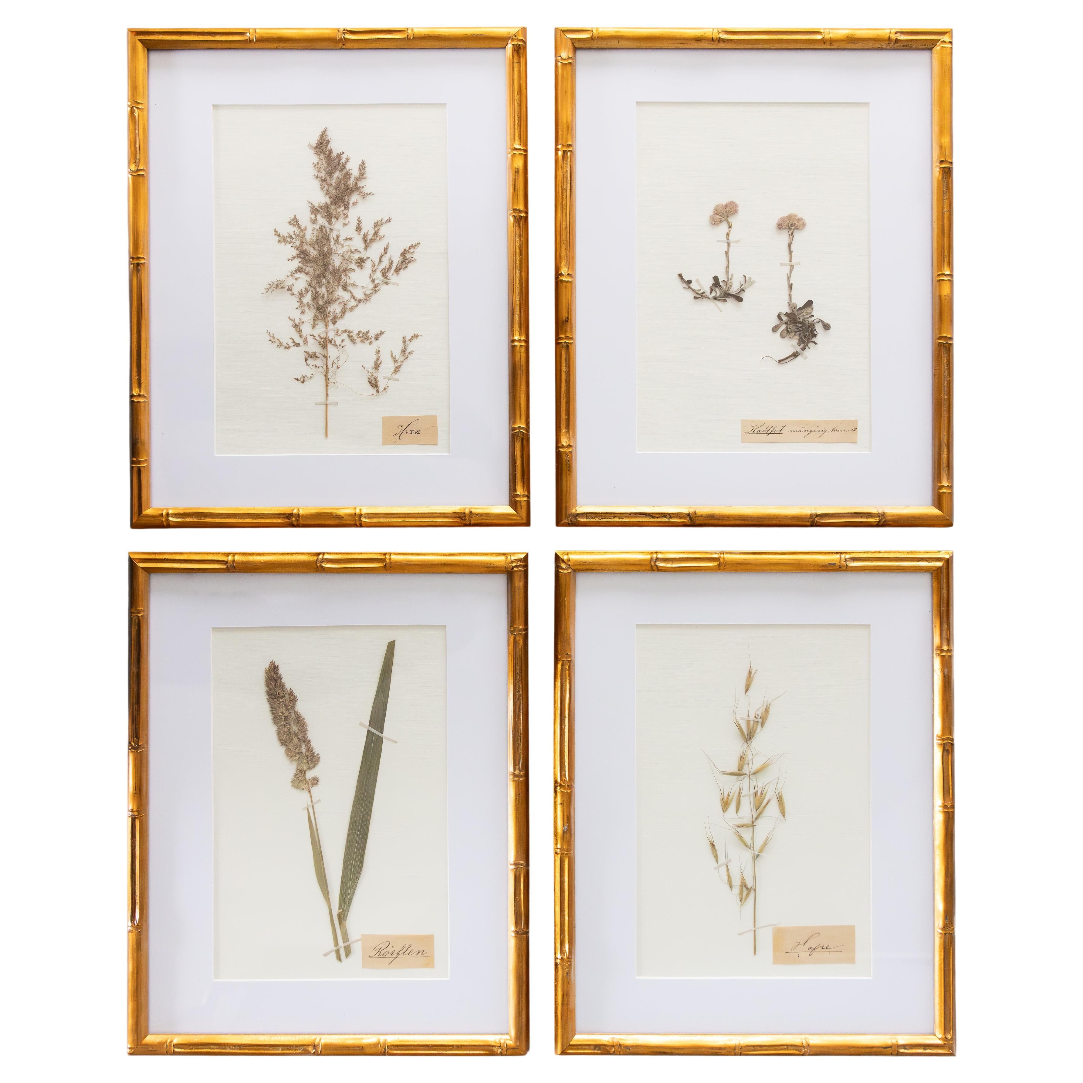 Set di 4 esemplari botanici dell'antico erbario svedese incorniciati su misura, circa 1890