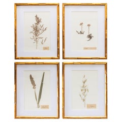 Set di 4 esemplari botanici dell'antico erbario svedese incorniciati su misura, circa 1890