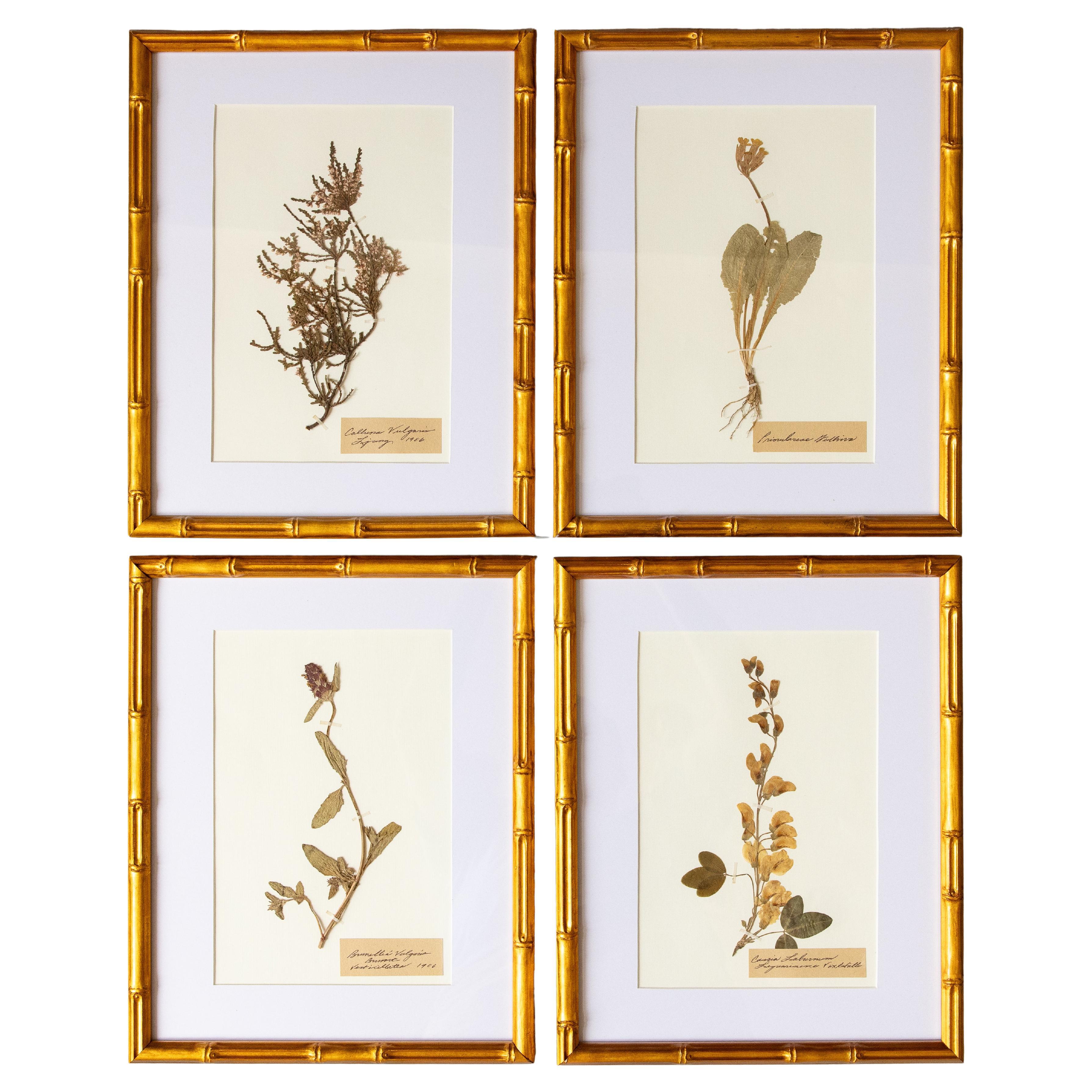 Custom Framed Antique Herbarium Botanical Specimens