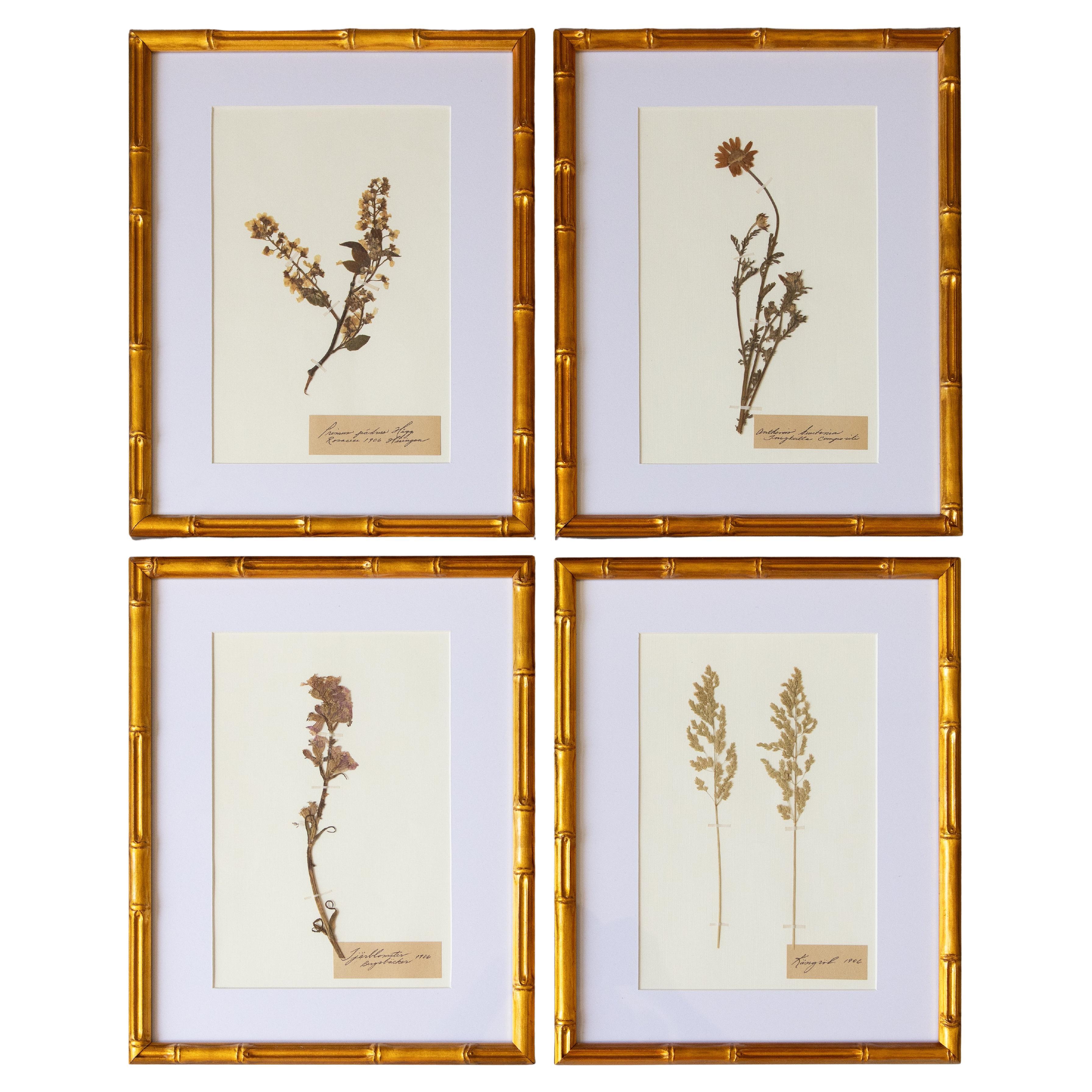 Custom Framed Antique Herbarium Botanical Specimens
