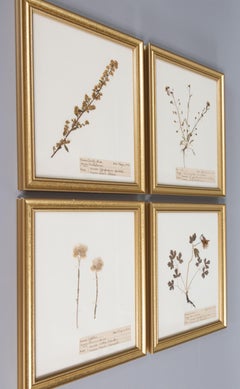 Custom Framed Antique Herbarium Botanical Specimens, Set of 4