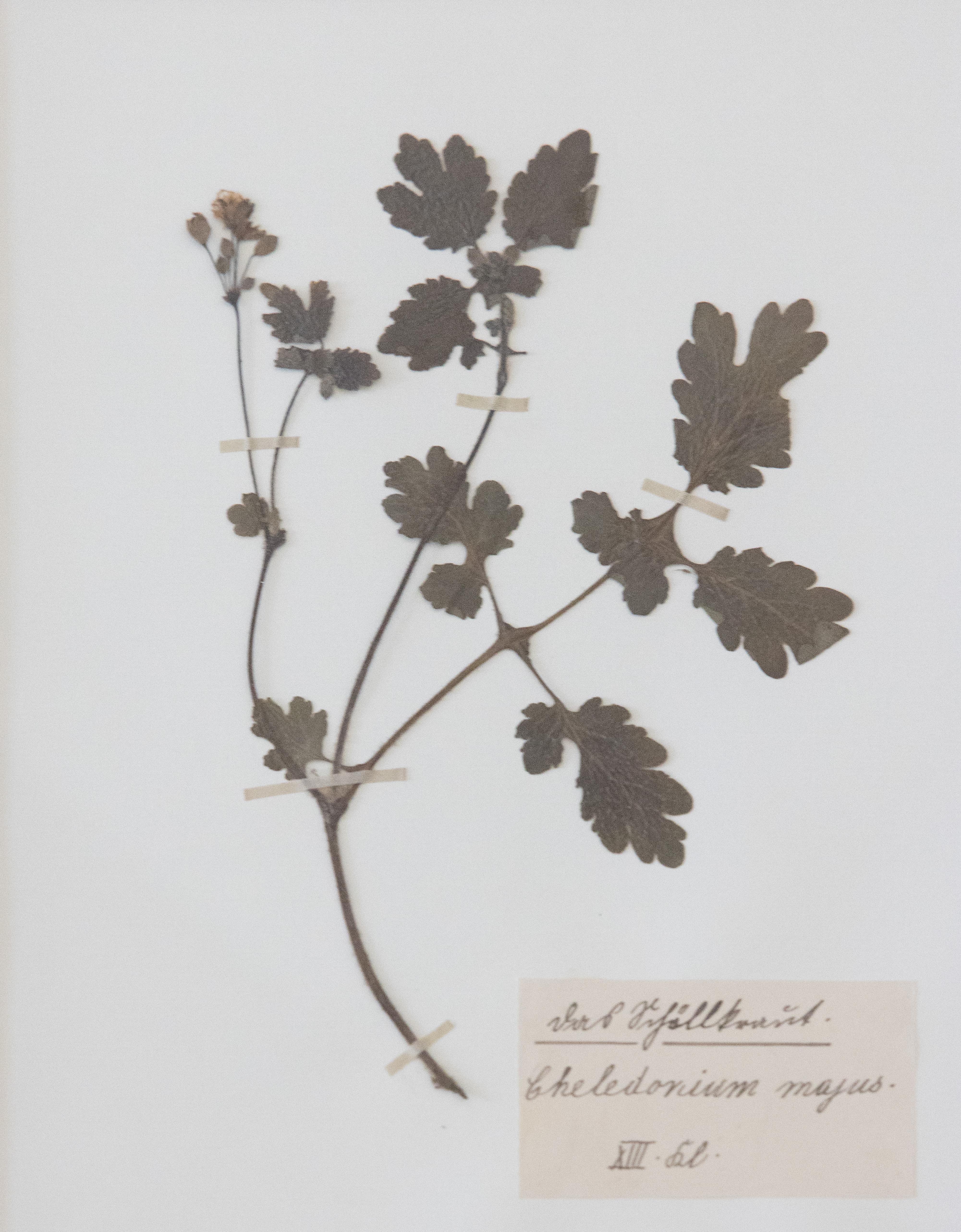 Maßgefertigte gerahmte antike botanische Exemplare eines Herbariums – Vierer-Set im Angebot 3