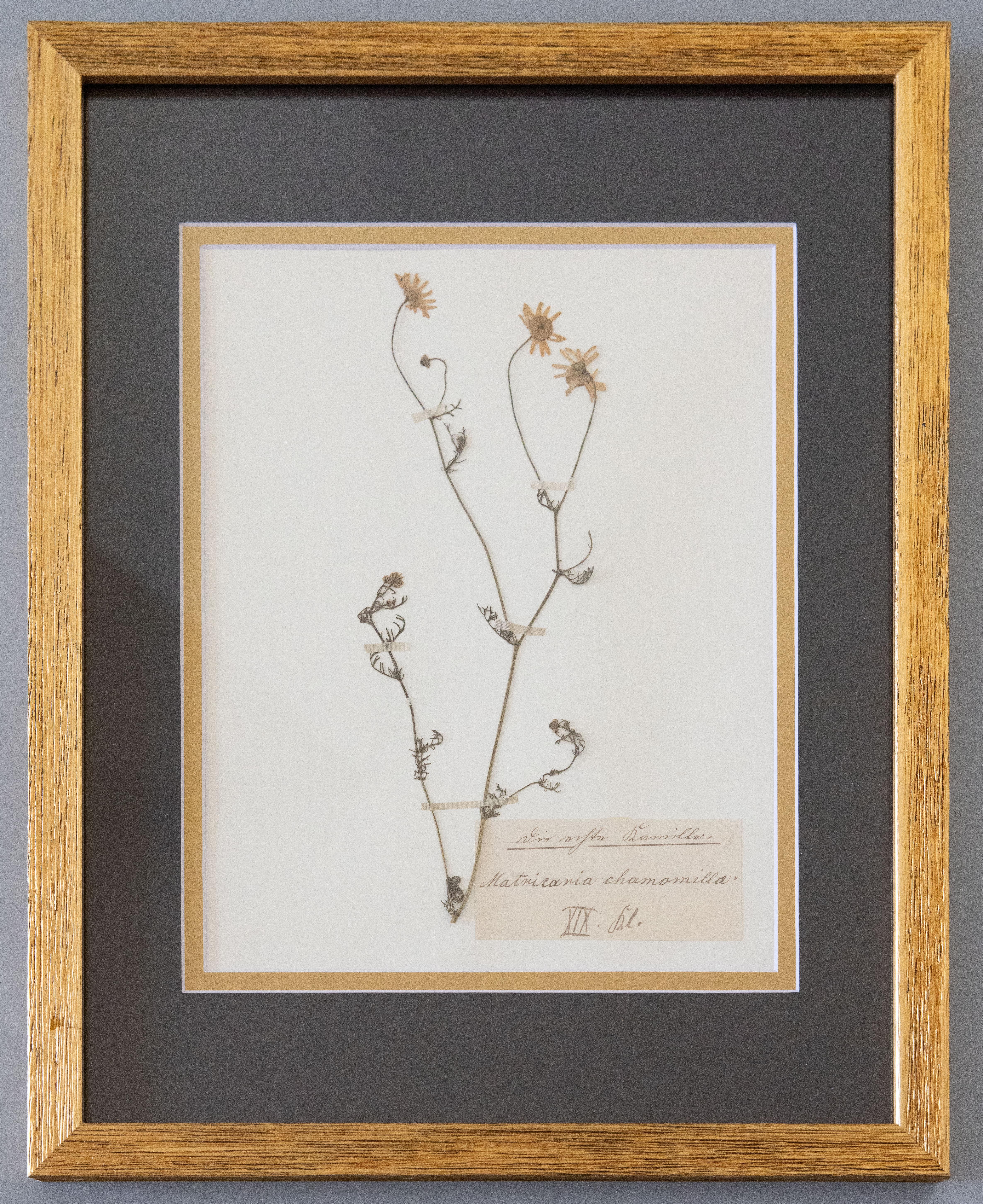 Maßgefertigte gerahmte antike botanische Exemplare eines Herbariums – Vierer-Set im Angebot 5