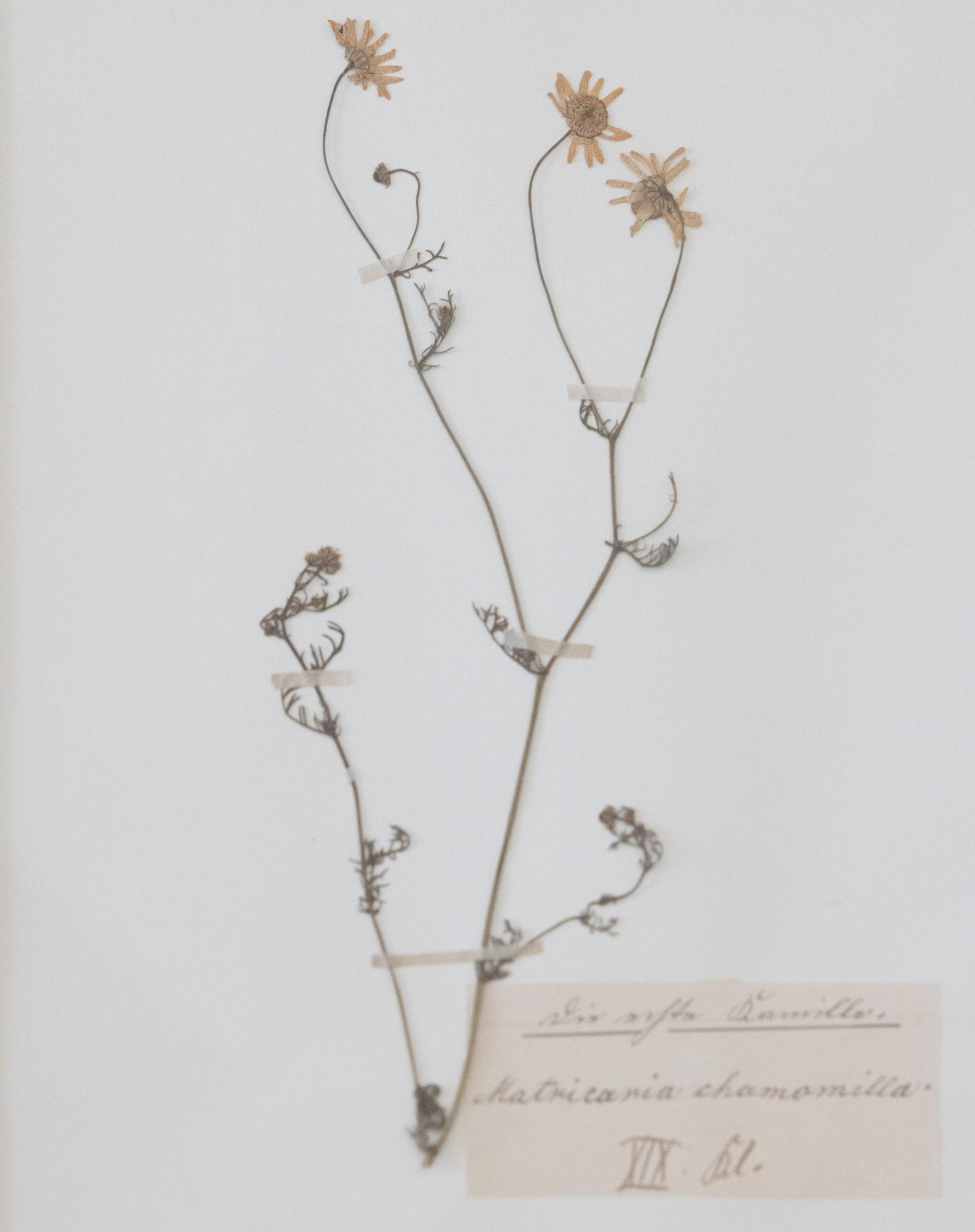 Maßgefertigte gerahmte antike botanische Exemplare eines Herbariums – Vierer-Set im Angebot 6