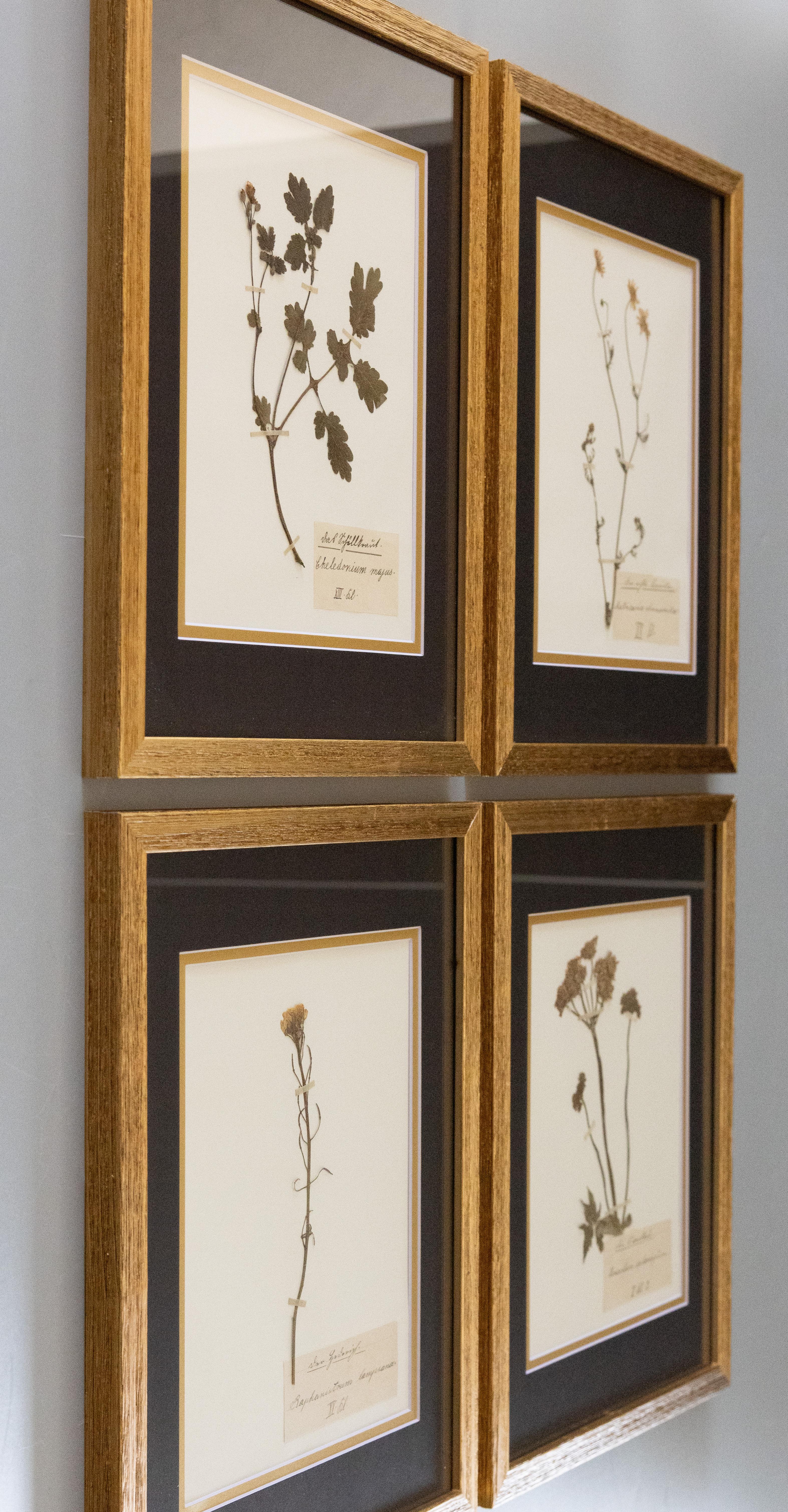 Schöne gerahmte antike Herbarium Blumenproben, gesammelt in Schweden, um 1900. Handgeschriebene lateinische wissenschaftliche und allgemeine Namen in schöner Schrift. Zu den Arten gehören Raphanistrum lampsana (Wilder Rettich), Heracleum sphondylium