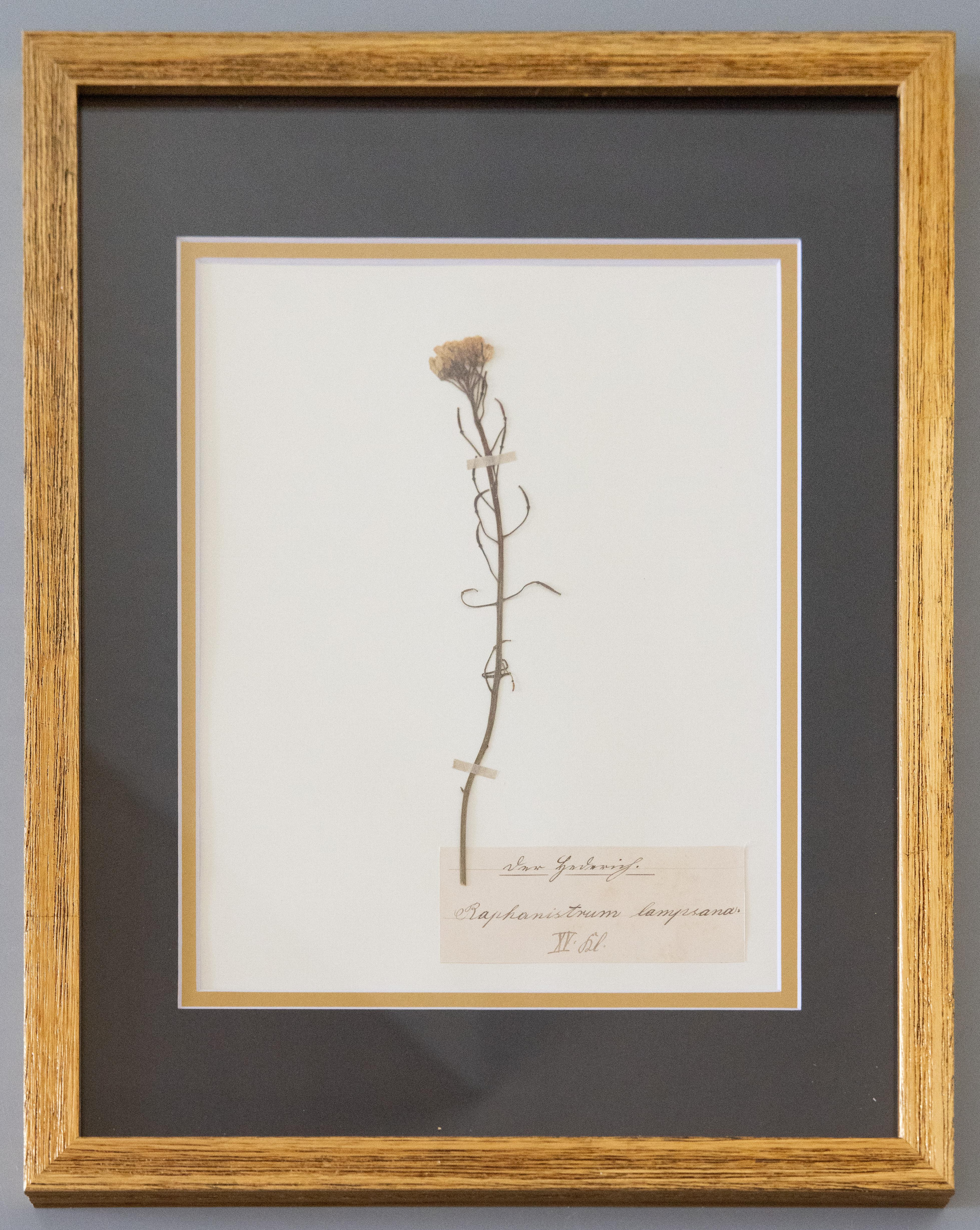 Maßgefertigte gerahmte antike botanische Exemplare eines Herbariums – Vierer-Set (Volkskunst) im Angebot