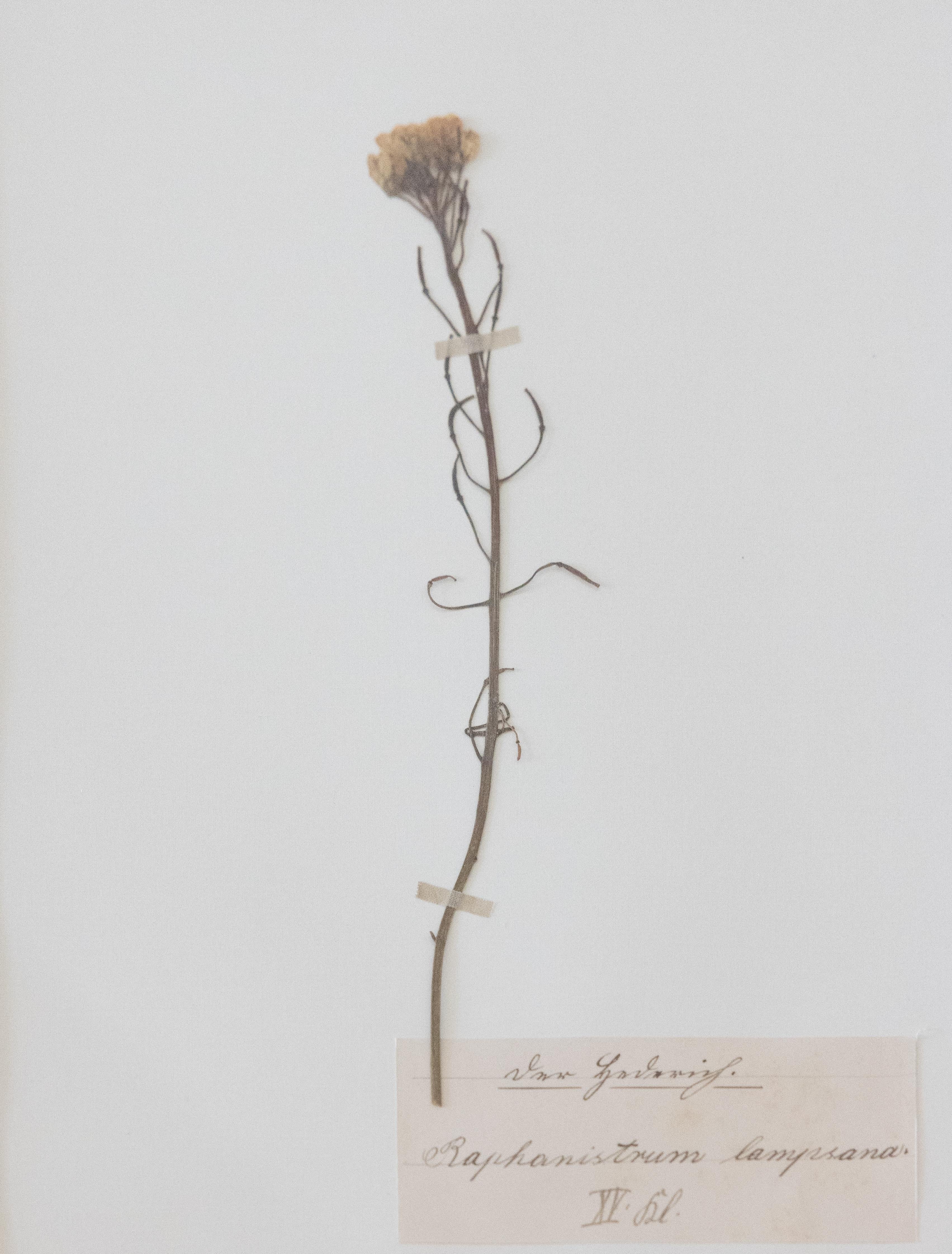 Maßgefertigte gerahmte antike botanische Exemplare eines Herbariums – Vierer-Set (Schwedisch) im Angebot