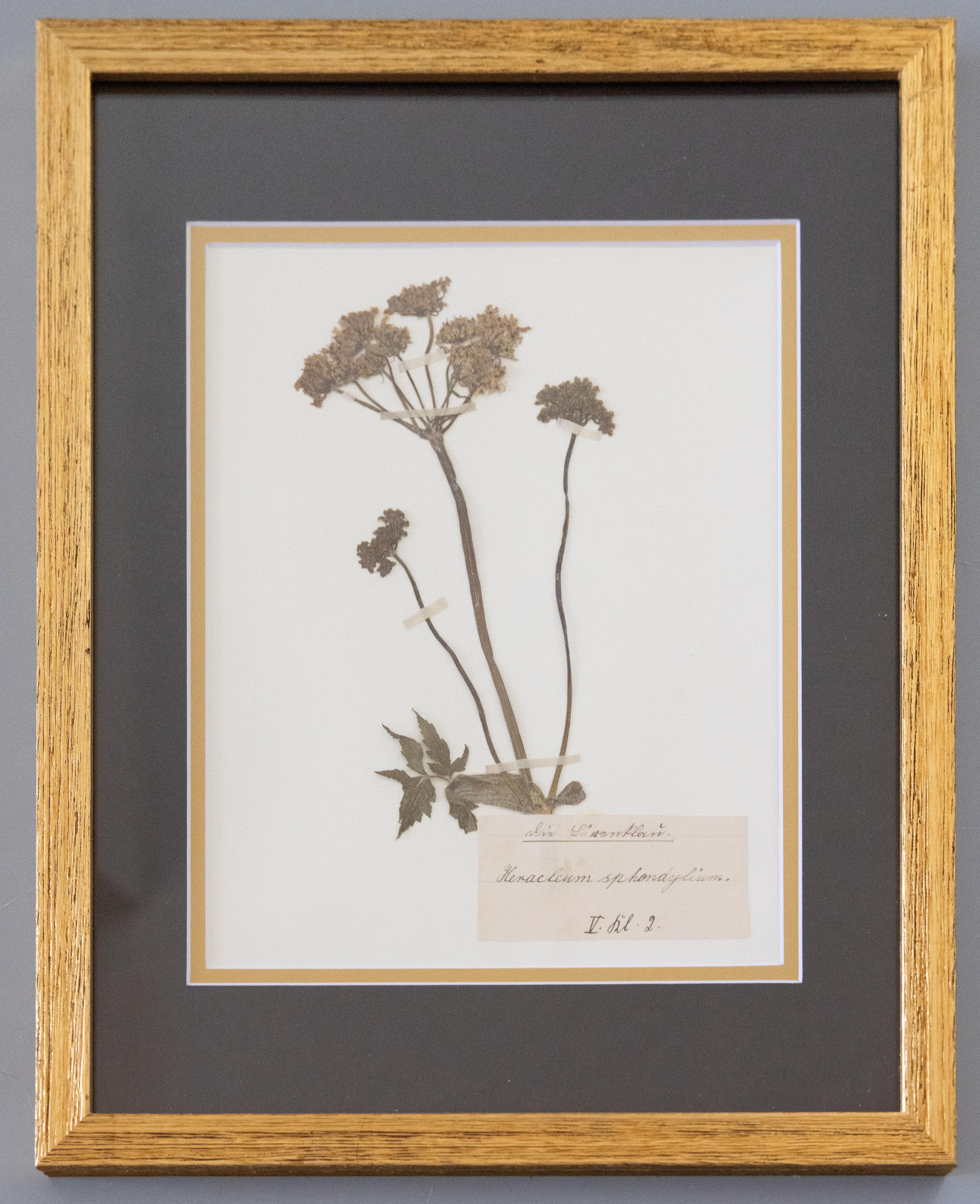 Custom Framed Antique Herbarium Botanical Specimens - Set of Four In Good Condition For Sale In Pearland, TX