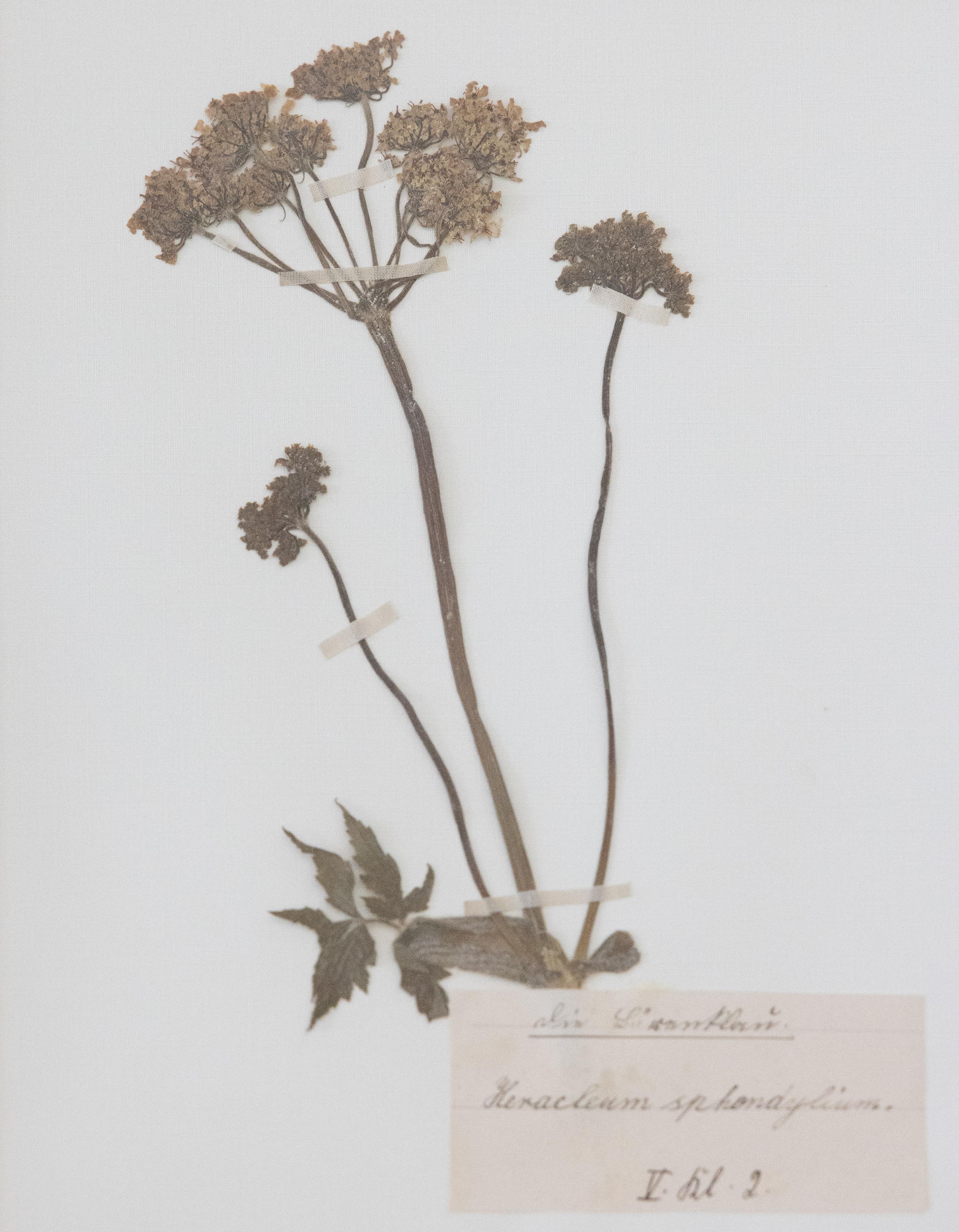 Maßgefertigte gerahmte antike botanische Exemplare eines Herbariums – Vierer-Set (Glas) im Angebot