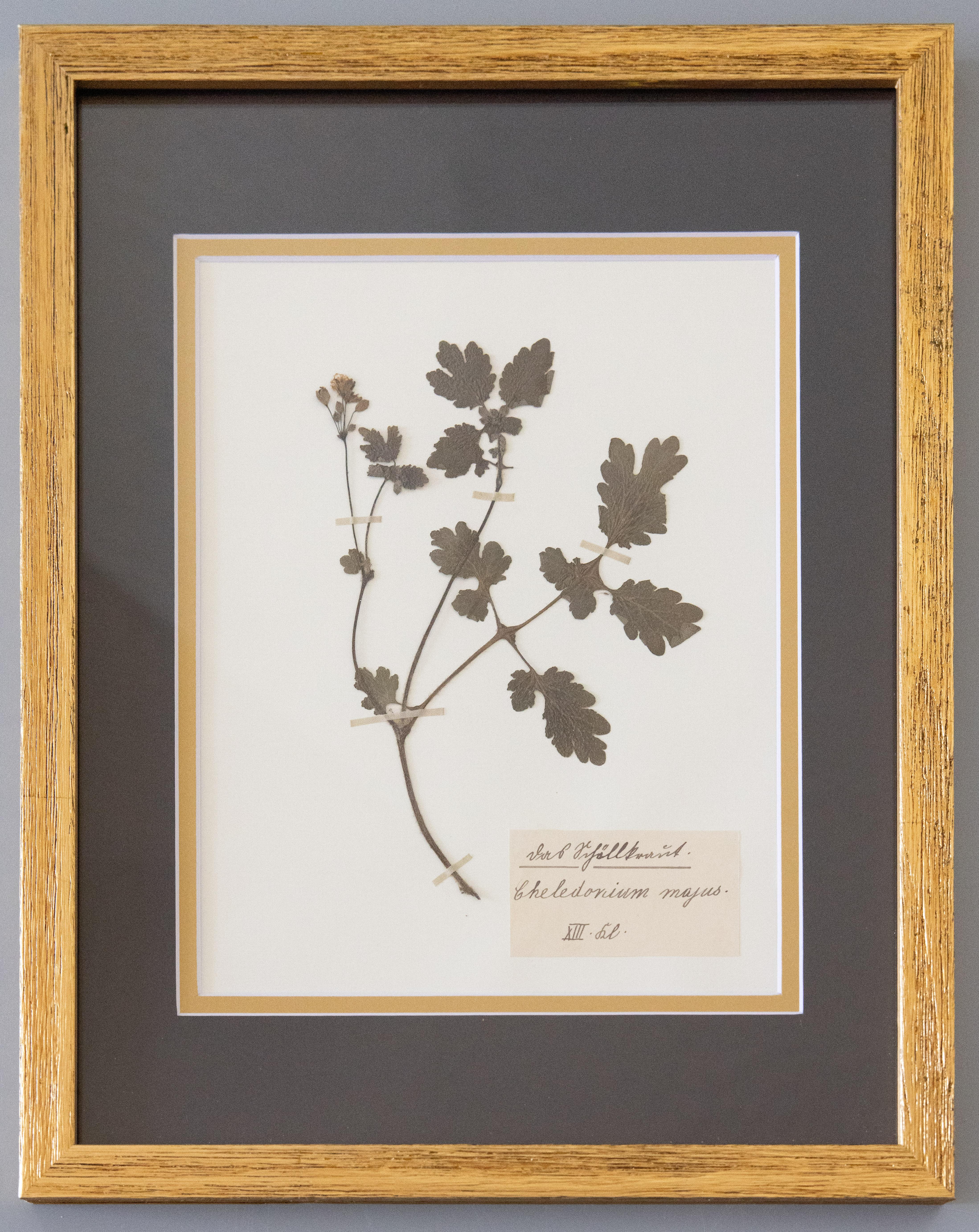 Maßgefertigte gerahmte antike botanische Exemplare eines Herbariums – Vierer-Set im Angebot 2