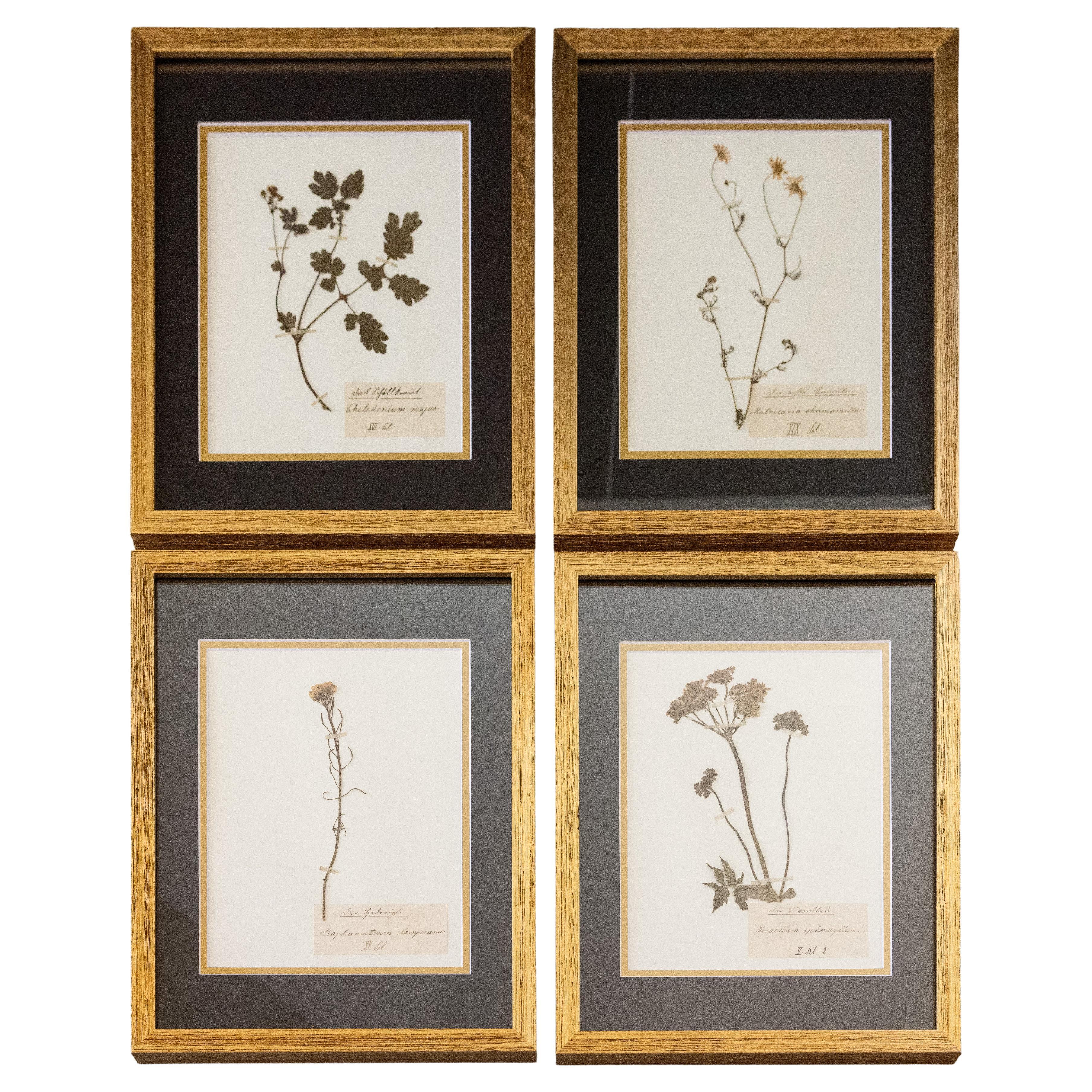 Custom Framed Antique Herbarium Botanical Specimens - Set of Four For Sale