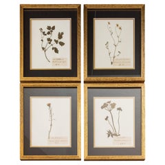 Custom Framed Antique Herbarium Botanical Specimens - Set of Four