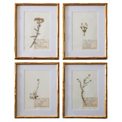 Custom Framed Antique Herbarium Botanical Specimens - Set of Four