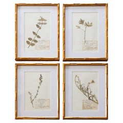 Custom Framed Antique Herbarium Botanical Specimens - Set of Four