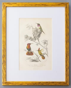Custom Framed Antique Hummingbird Engravings - Set of Two