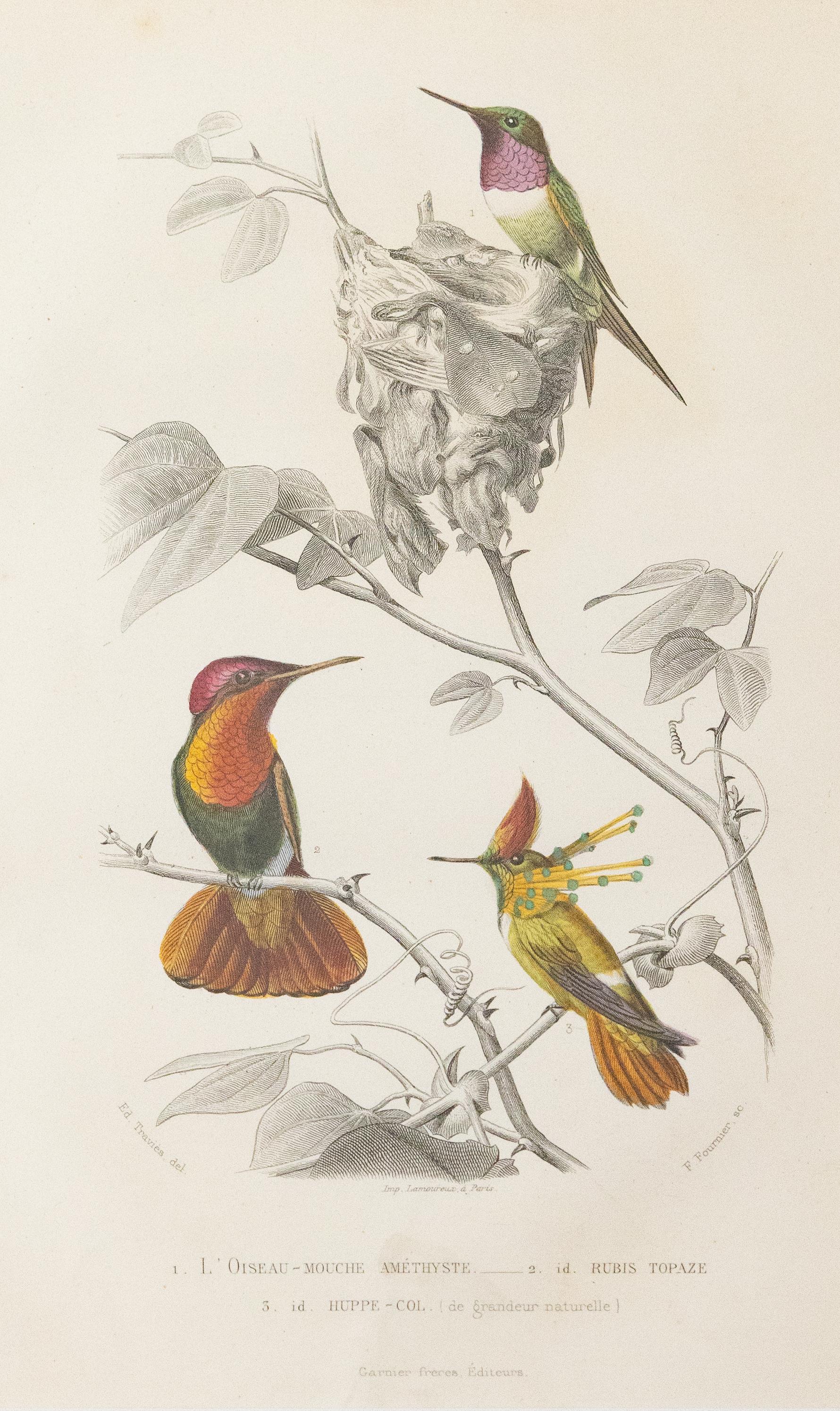 French Custom Framed Antique Hummingbird Engravings - Set of Two