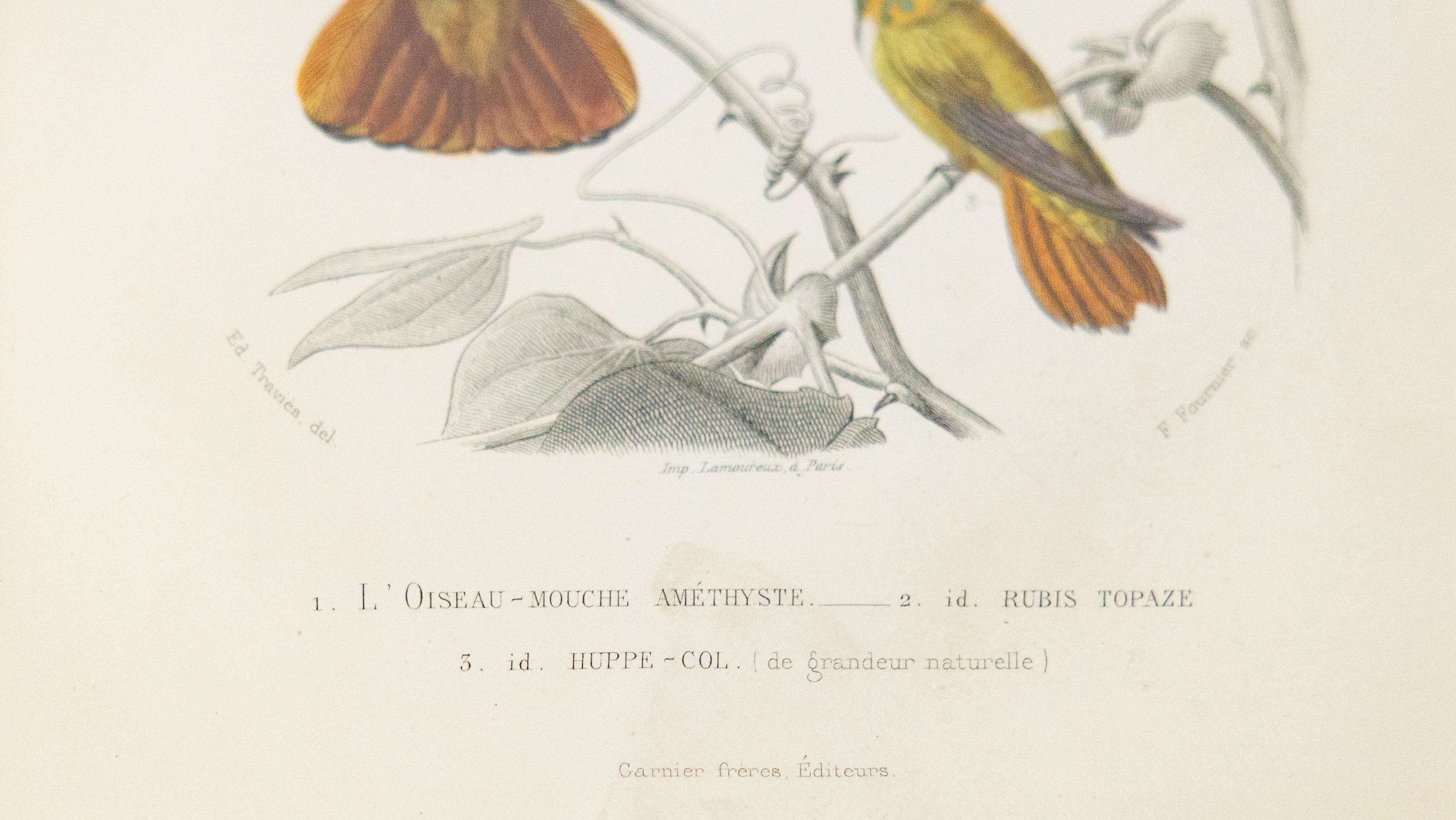 Engraved Custom Framed Antique Hummingbird Engravings - Set of Two For Sale