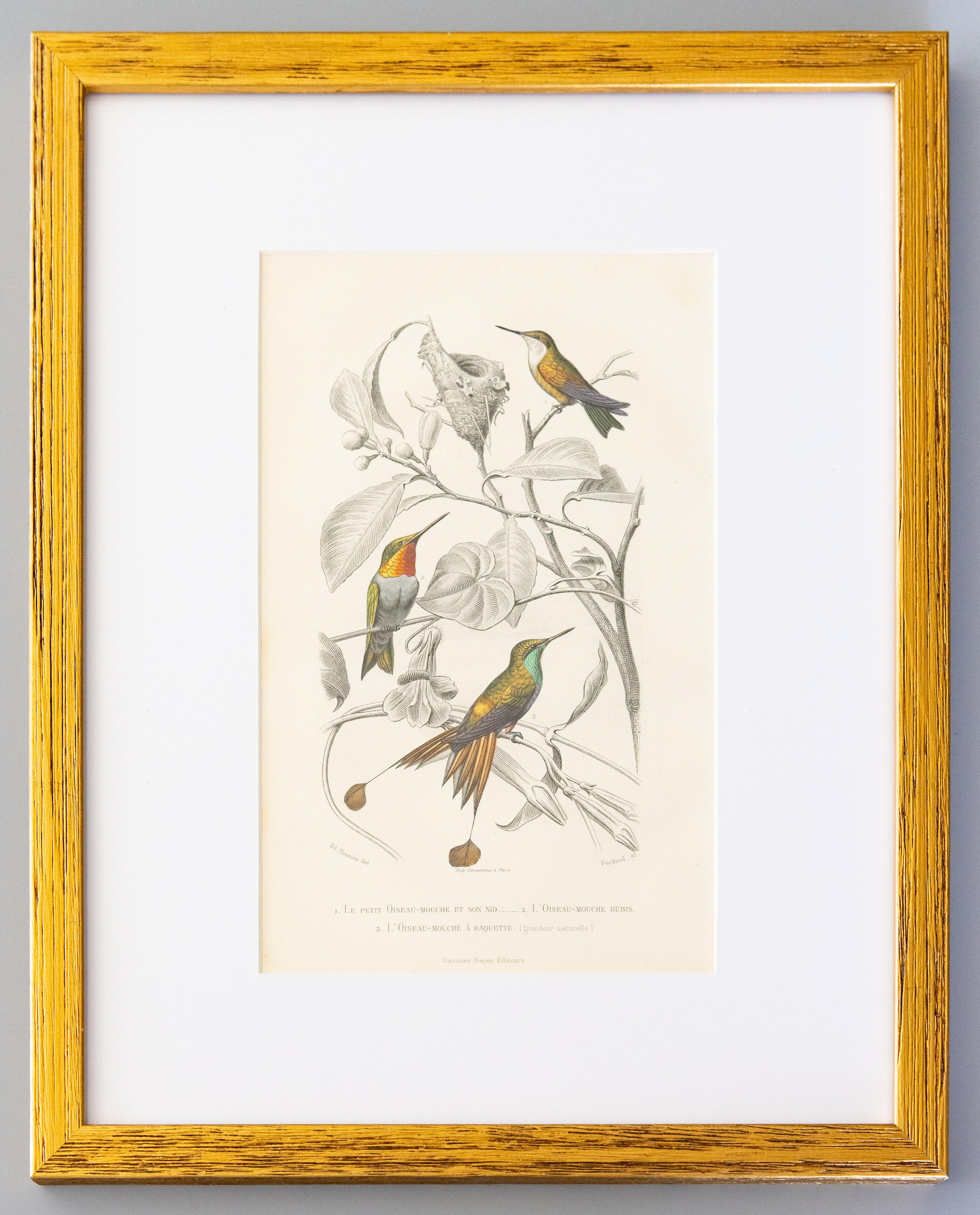 Custom Framed Antique Hummingbird Engravings - Set of Two In Good Condition In Pearland, TX