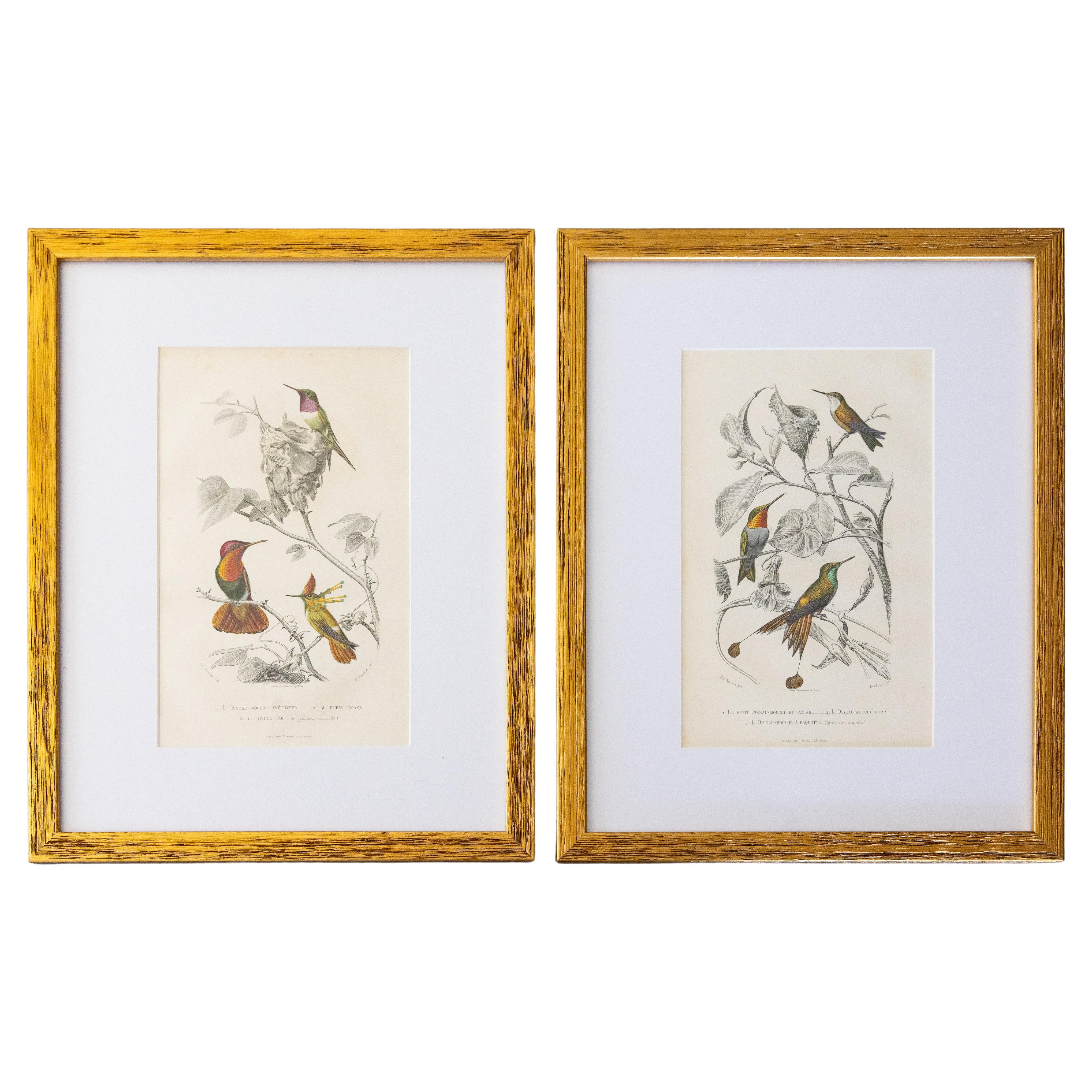 Custom Framed Antique Hummingbird Engravings - Set of Two