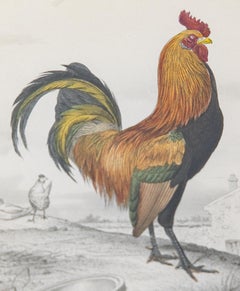 Custom Framed Antique Rooster Engraving