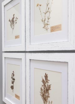 Custom Framed Antique Swedish Botanical Herbariums, 1912 - Set of 4