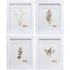 Custom Framed Antique Swedish Botanical Herbariums, 1912 - Set of 4
