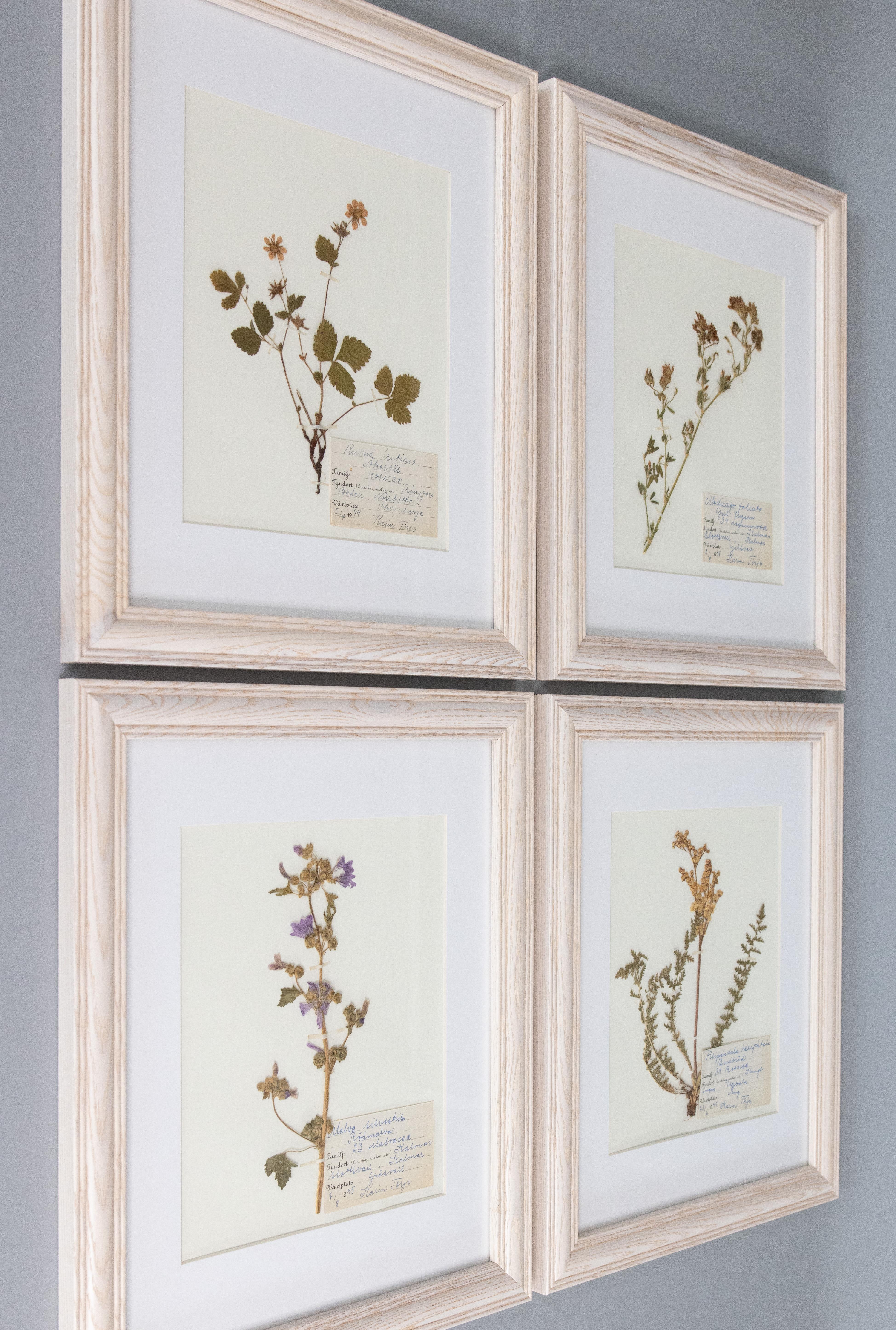 Preciosos especímenes florales antiguos de herbario sueco enmarcados a medida, recogidos en 1944 y 1945. Presentadas en marcos encalados con fondo de lino; paspartú personalizado.