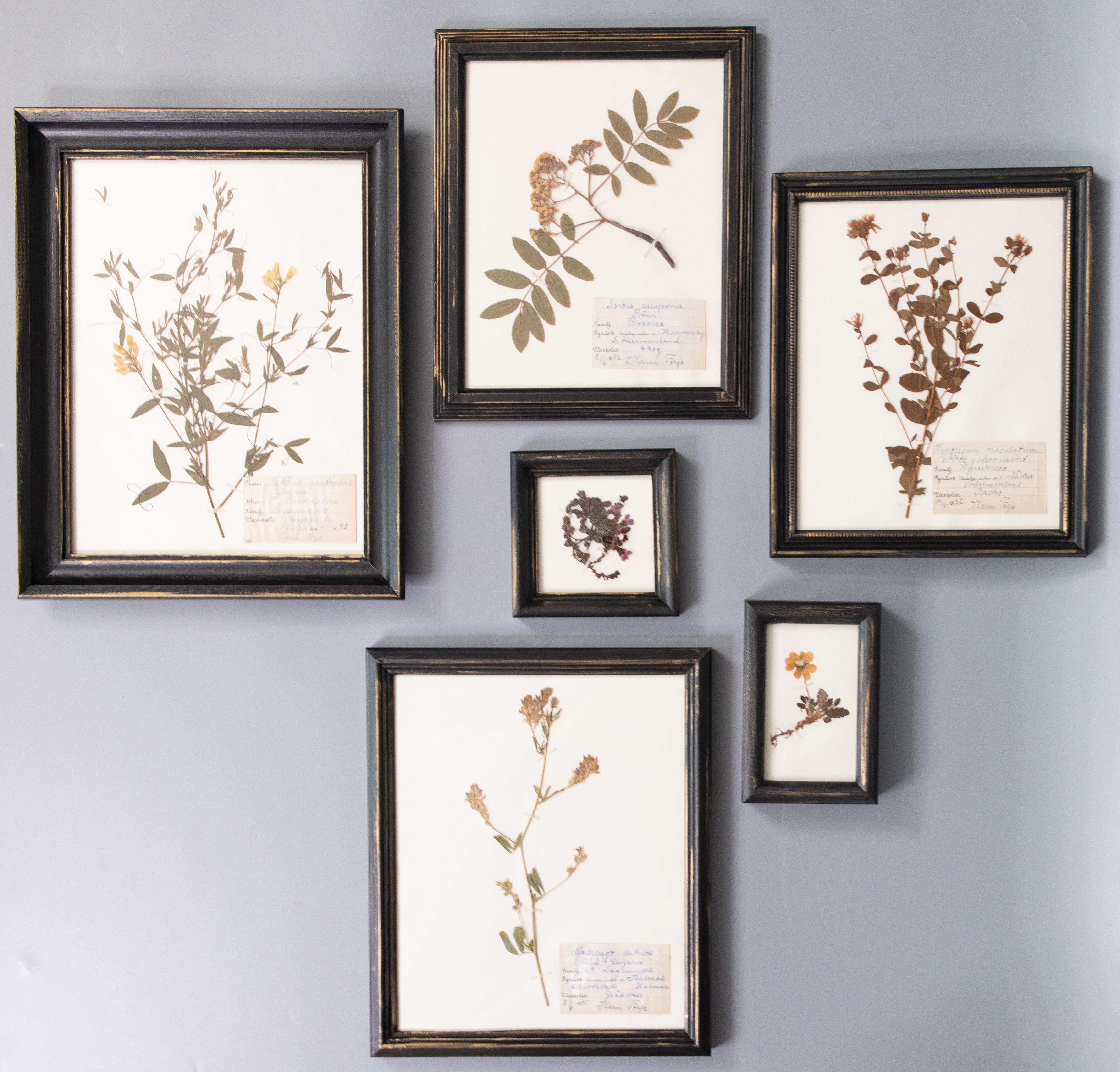 Magnifique galerie de spécimens floraux d'herbiers suédois anciens, encadrés sur mesure, collectés entre 1942 et 1945. Noms écrits à la main dans une belle écriture suédoise. Présentées dans des cadres noirs vintage avec dorures frottées à la main.
