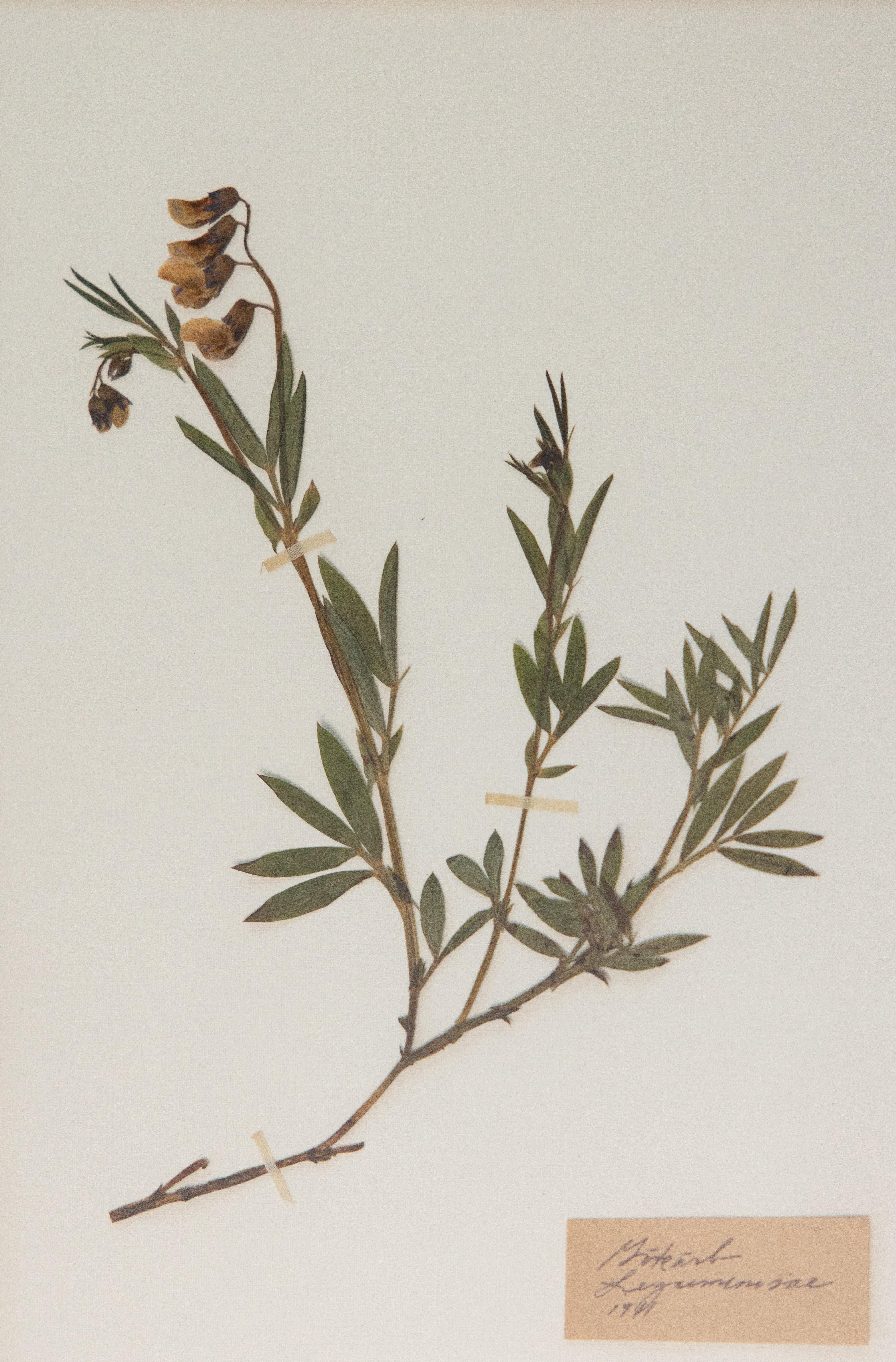 Spécimens botaniques de l'herbier suédois ancien encadrés sur mesure en vente 3