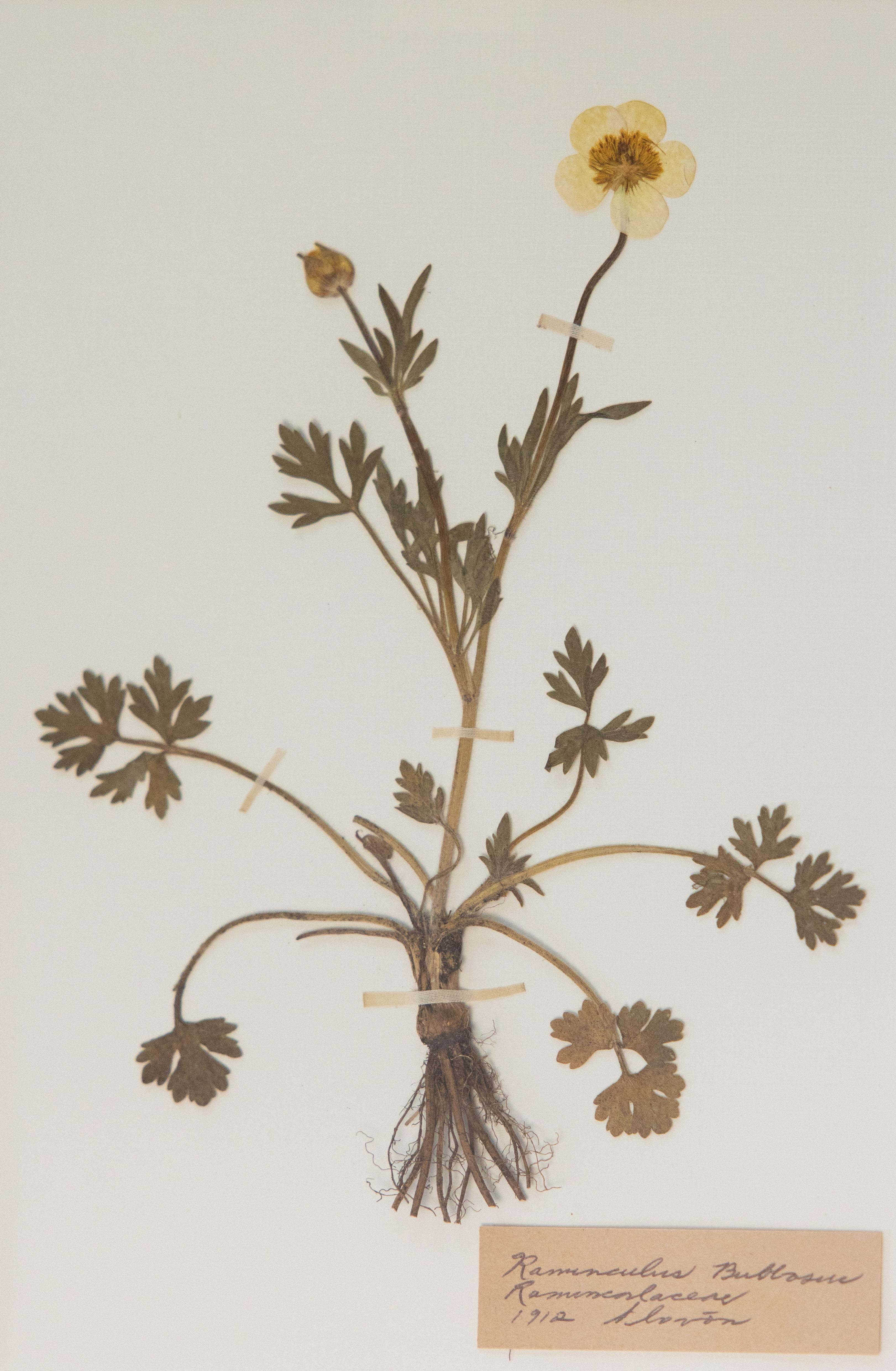 Spécimens botaniques de l'herbier suédois ancien encadrés sur mesure en vente 3