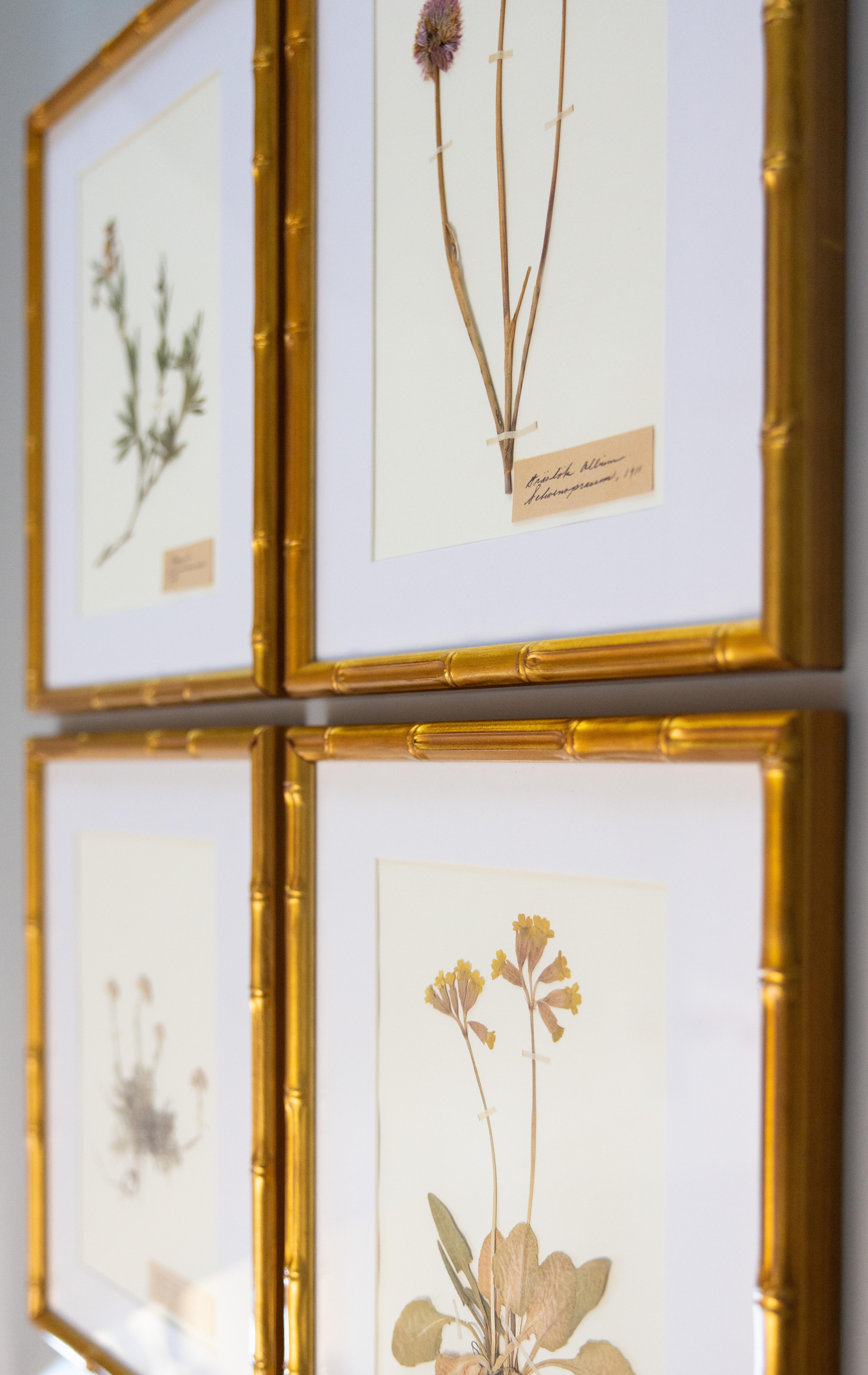 Magnifiques spécimens floraux d'herbiers anciens encadrés sur mesure, collectés entre 1911 et 1913. Latin scientifique écrit à la main dans une belle écriture. Les spécimens comprennent des fleurs de ciboulette, d'ortie et de tussilage. Présentées