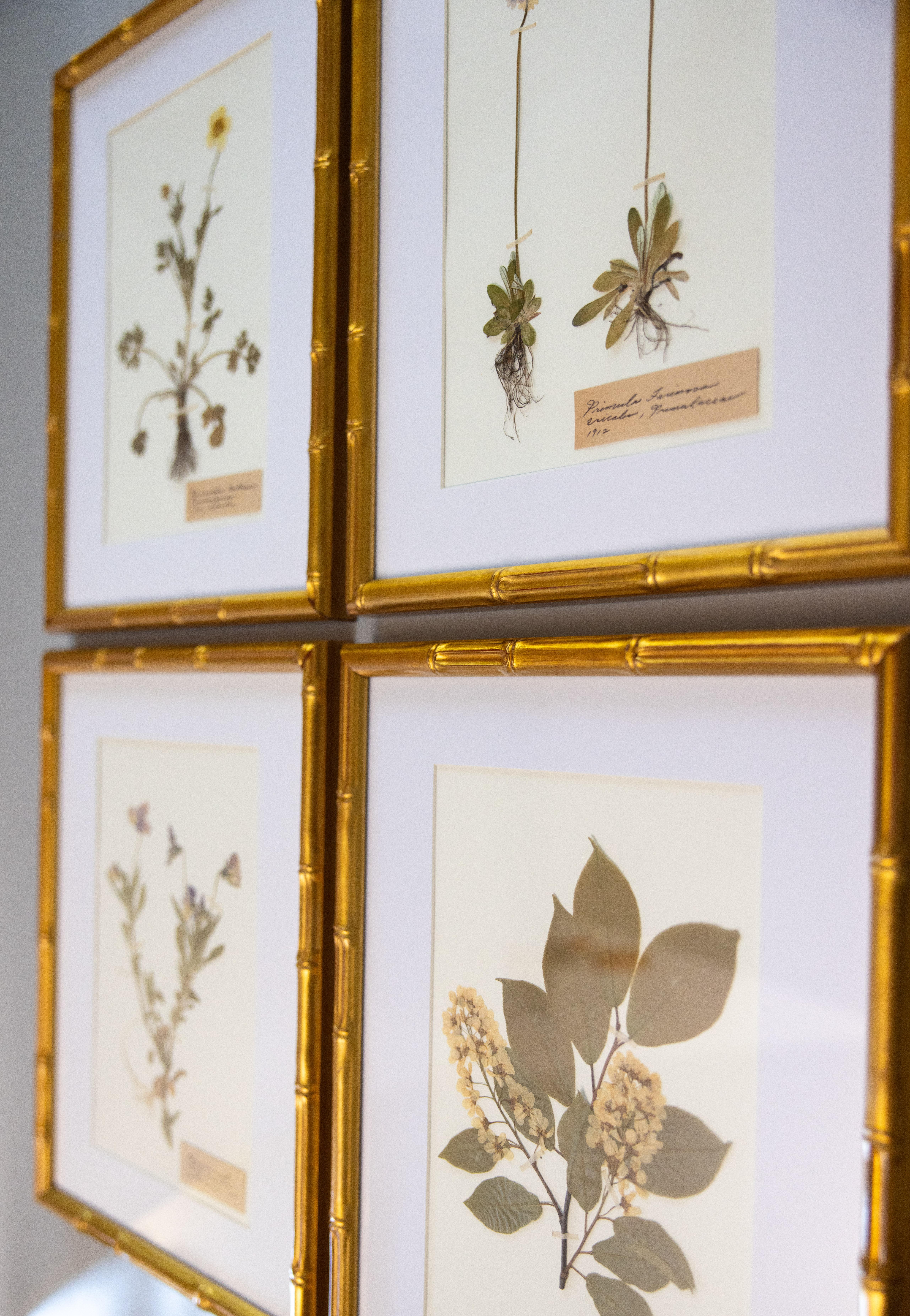 Magnifiques spécimens floraux d'herbiers anciens encadrés sur mesure, collectés en 1911-12. Latin scientifique écrit à la main dans une belle écriture. Les spécimens comprennent la renoncule/le navet d'Anthony, la primevère à œil d'oiseau, la