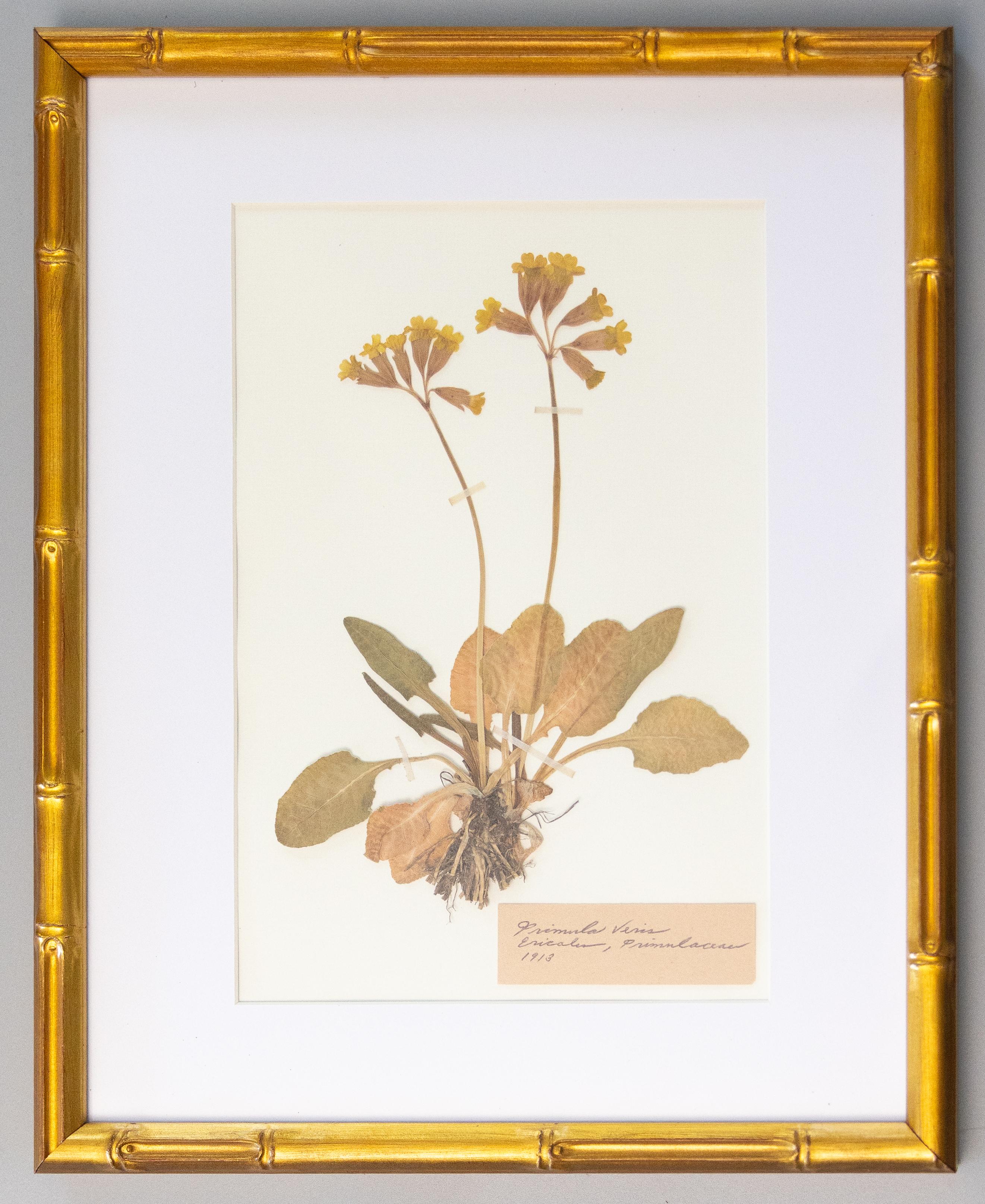 Suédois Spécimens botaniques de l'herbier suédois ancien encadrés sur mesure en vente