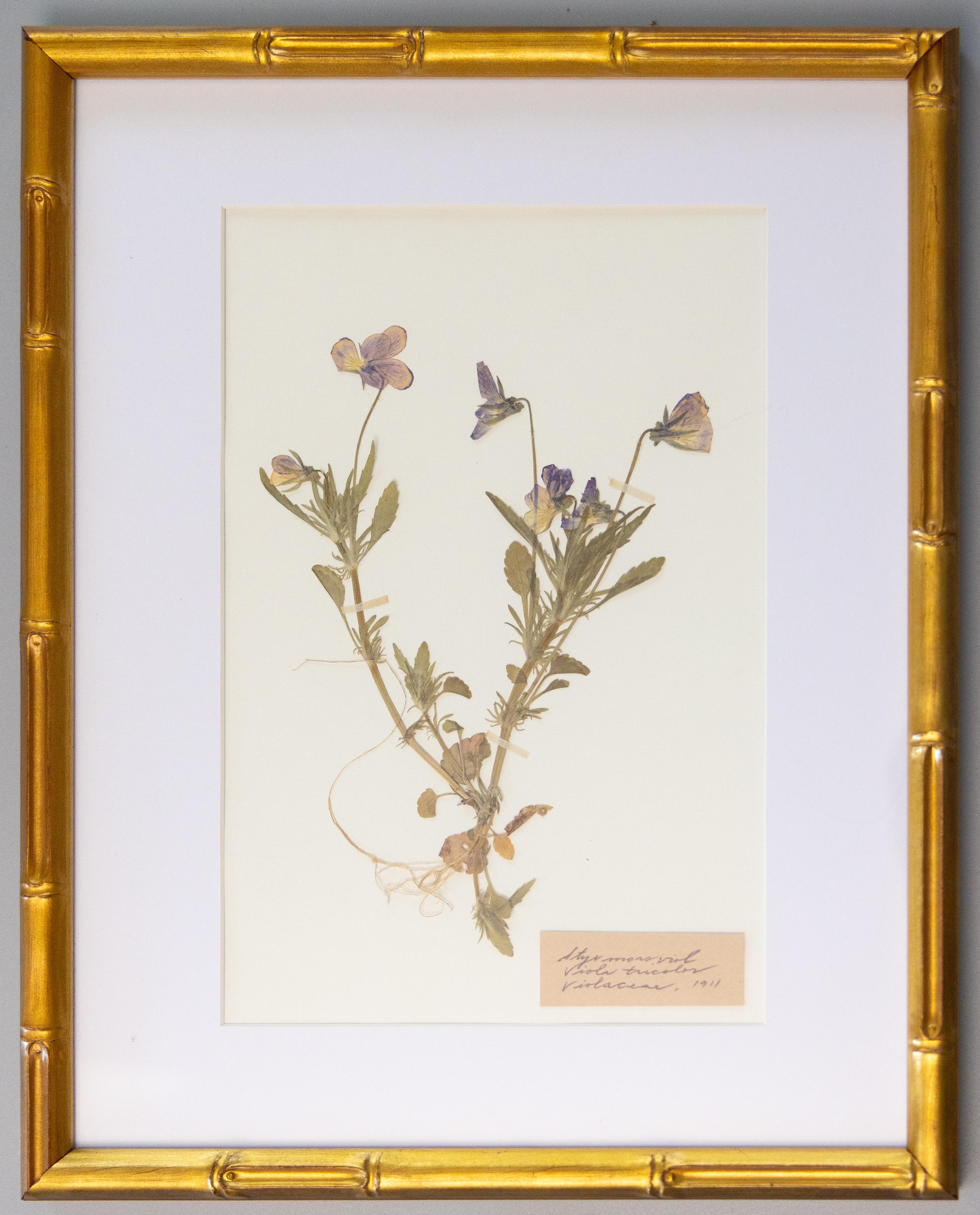 Suédois Spécimens botaniques de l'herbier suédois ancien encadrés sur mesure en vente