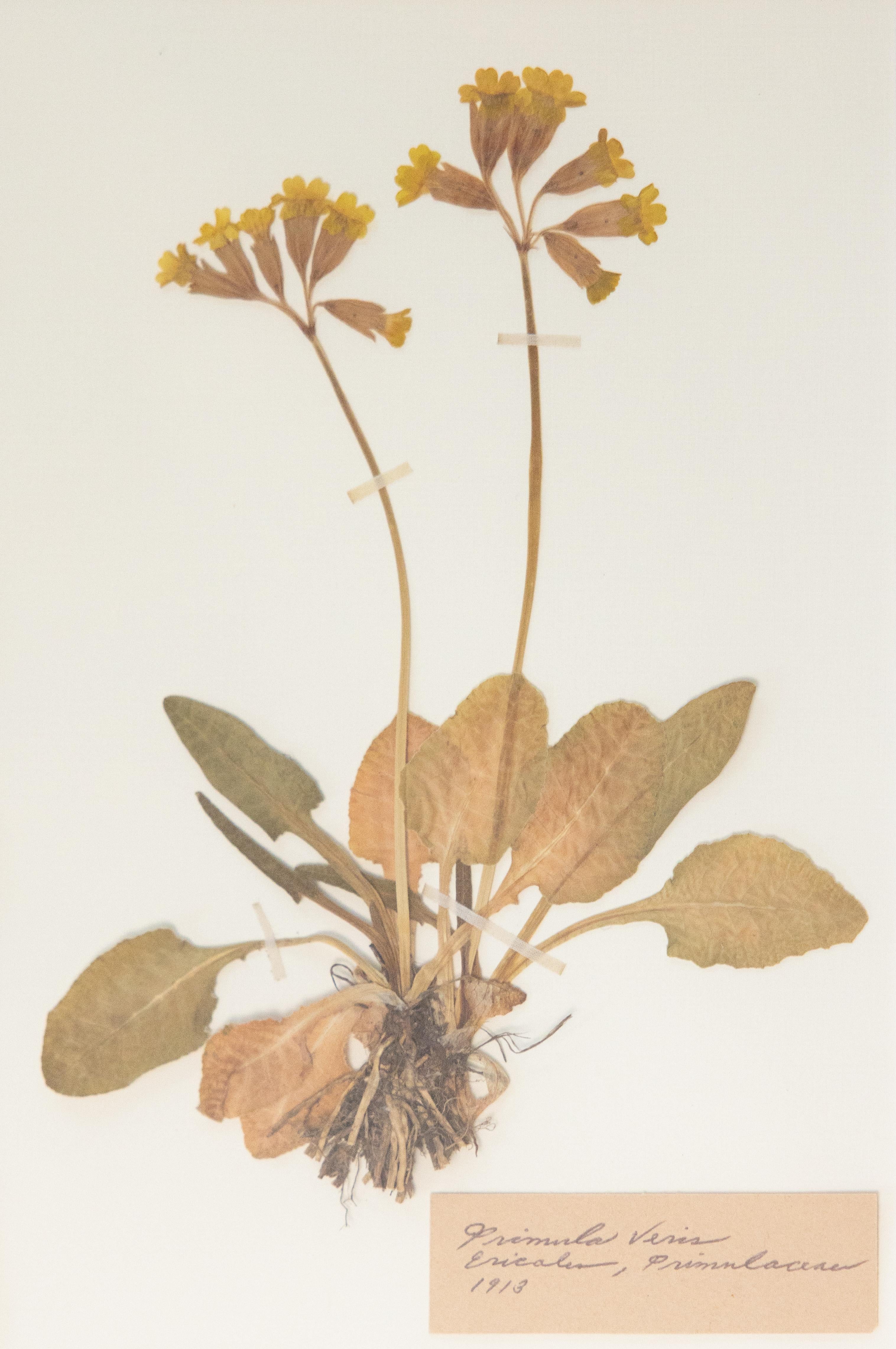 Doré Spécimens botaniques de l'herbier suédois ancien encadrés sur mesure en vente