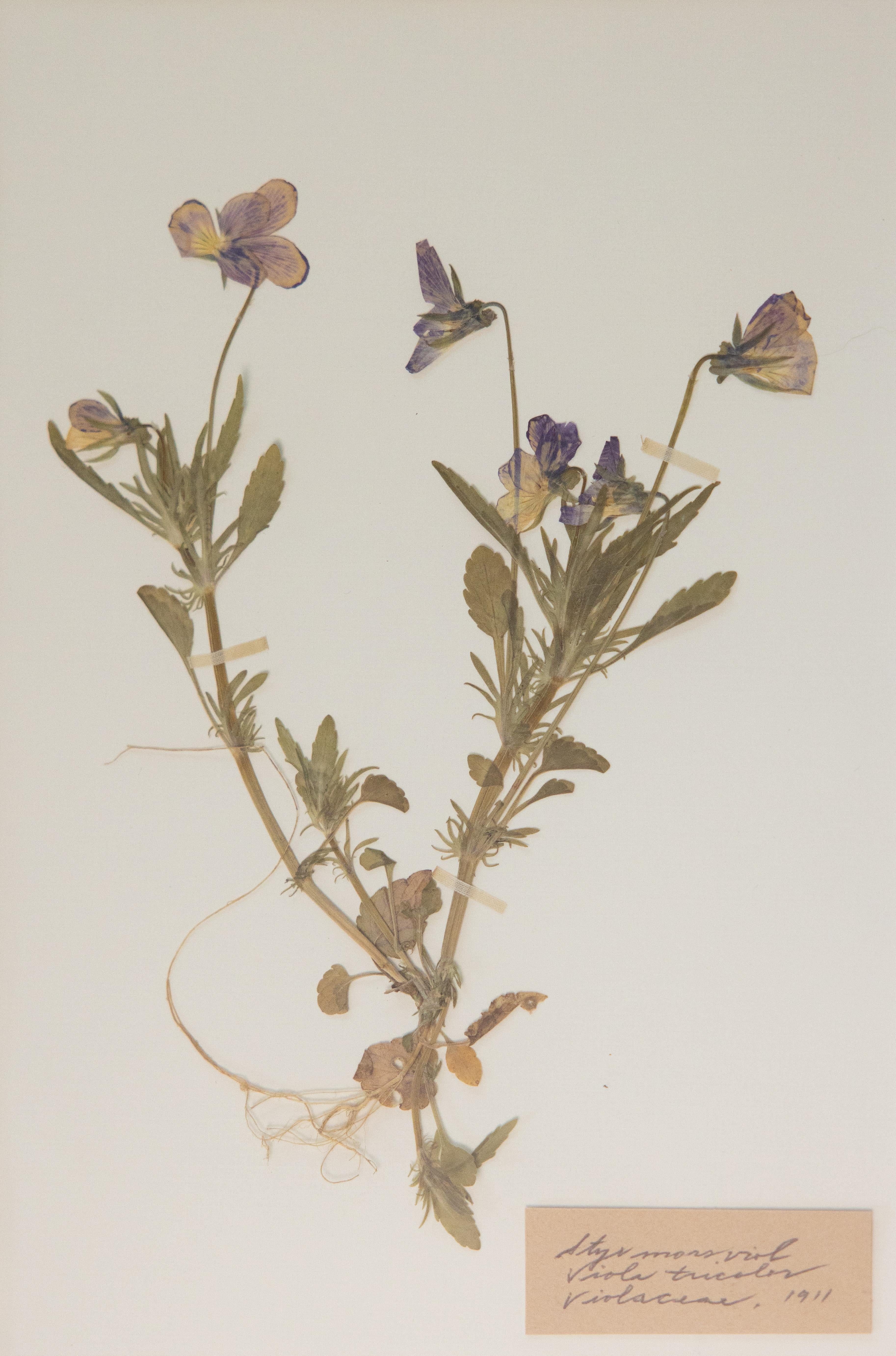 Doré Spécimens botaniques de l'herbier suédois ancien encadrés sur mesure en vente