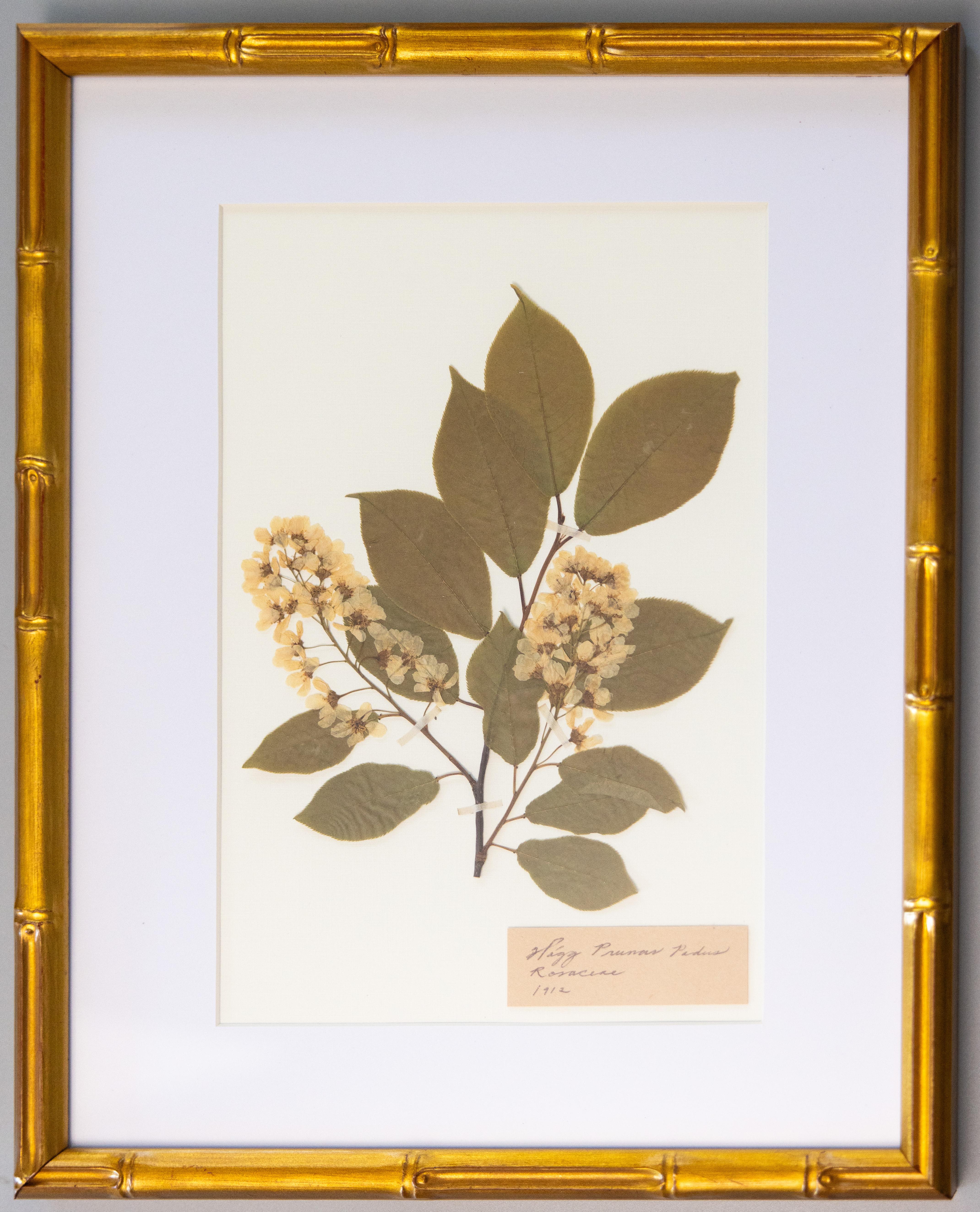 Spécimens botaniques de l'herbier suédois ancien encadrés sur mesure Bon état - En vente à Pearland, TX