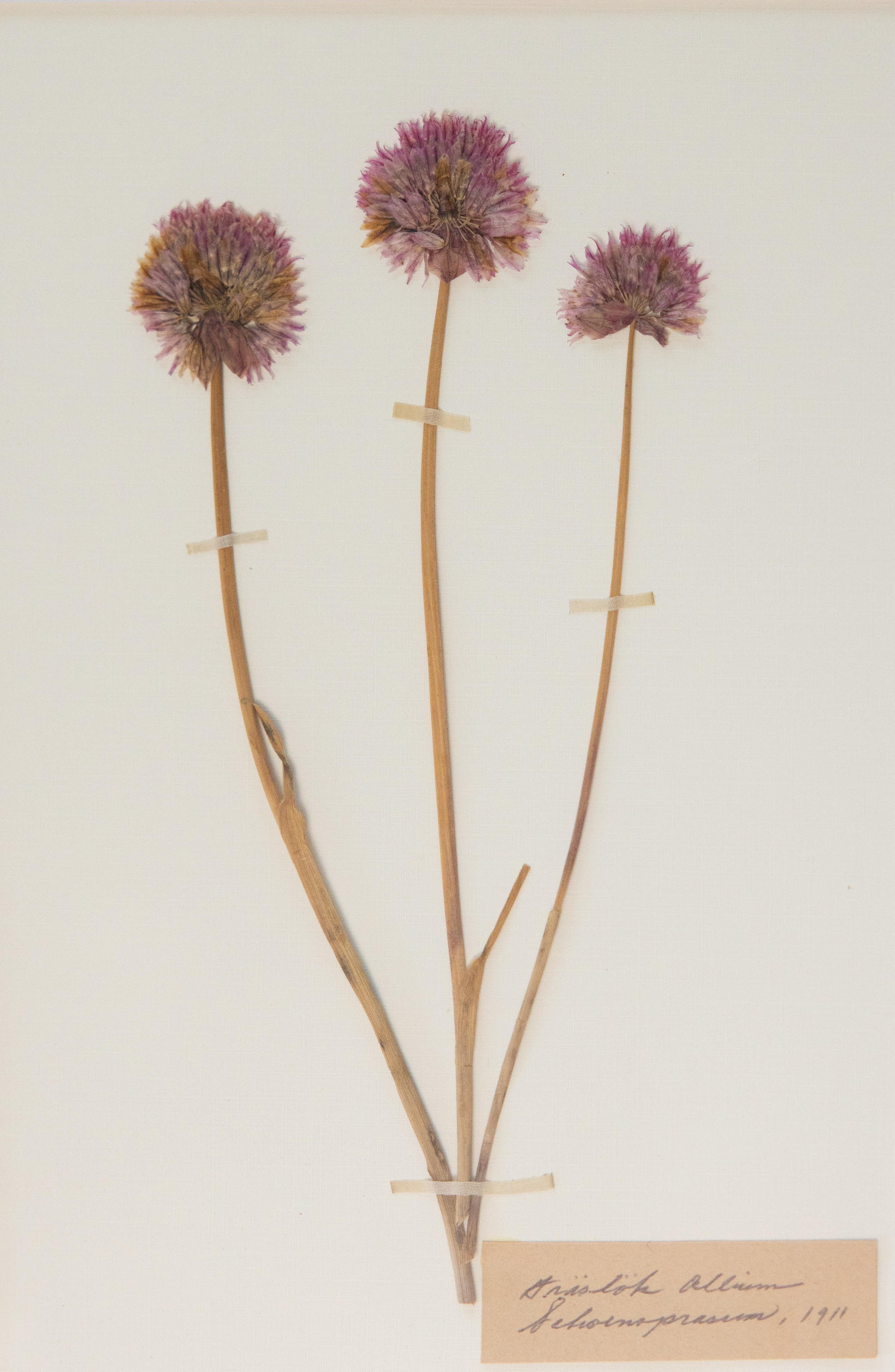 Début du 20ème siècle Spécimens botaniques de l'herbier suédois ancien encadrés sur mesure en vente