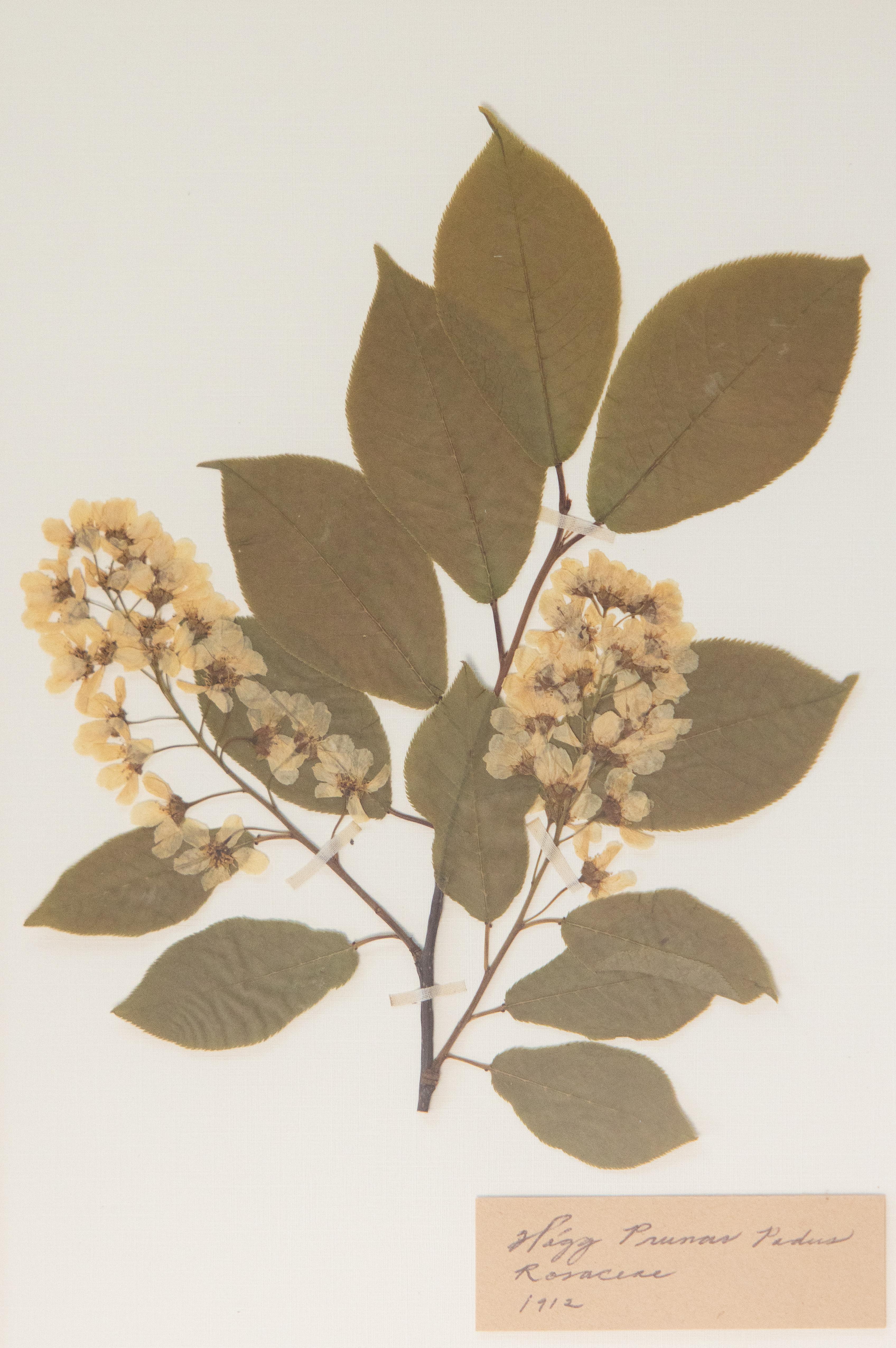 Début du 20ème siècle Spécimens botaniques de l'herbier suédois ancien encadrés sur mesure en vente