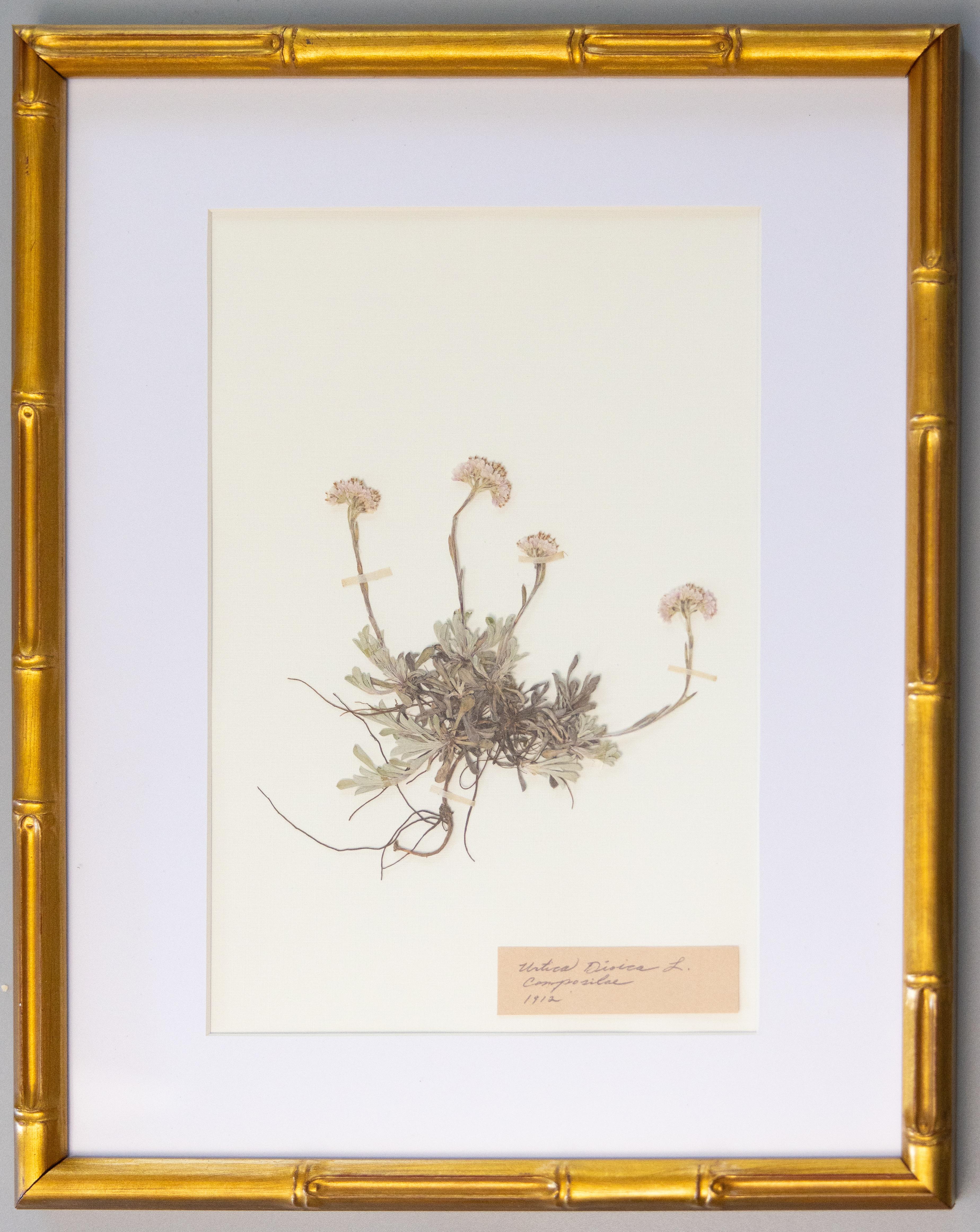 Lin Spécimens botaniques de l'herbier suédois ancien encadrés sur mesure en vente