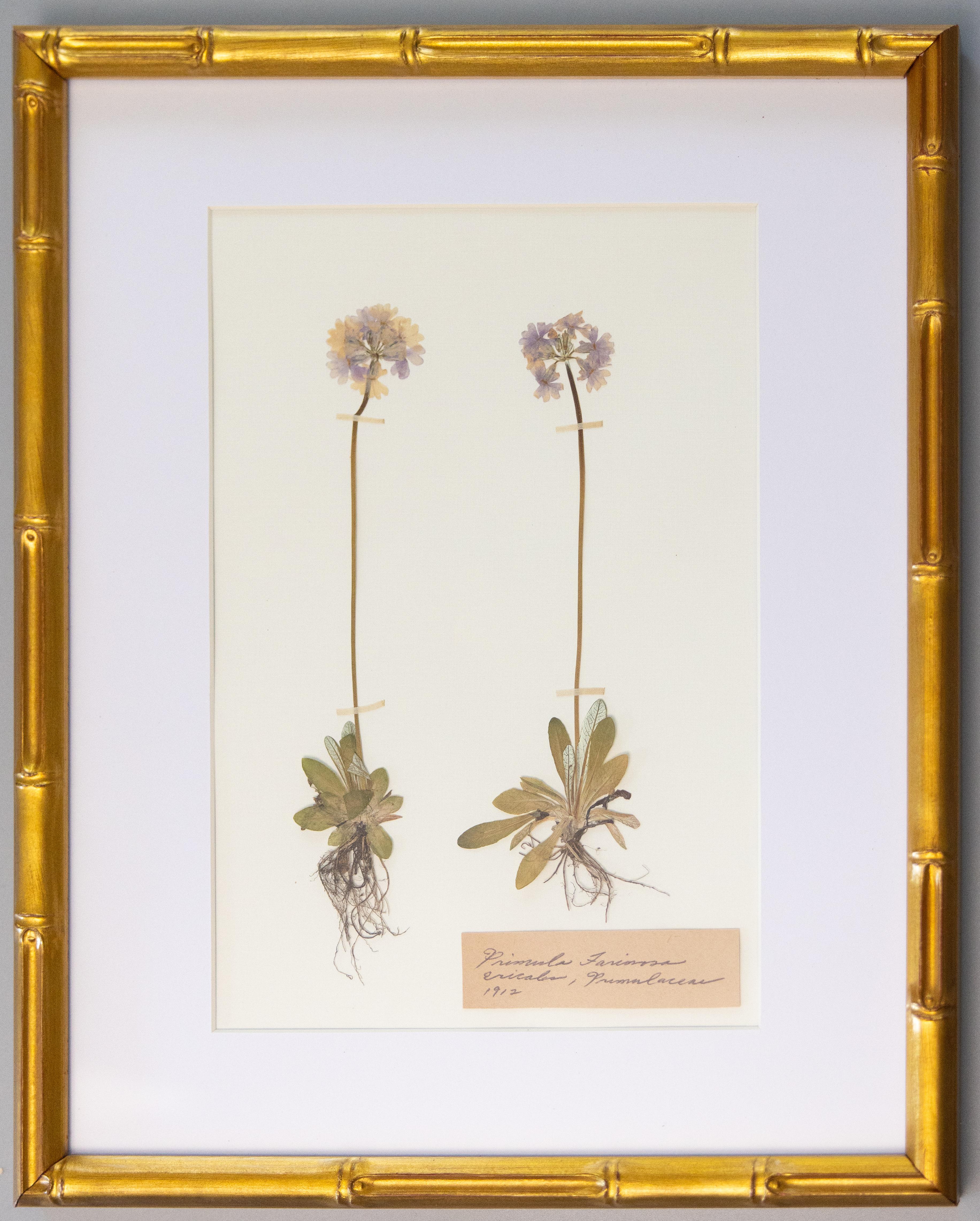 Lin Spécimens botaniques de l'herbier suédois ancien encadrés sur mesure en vente