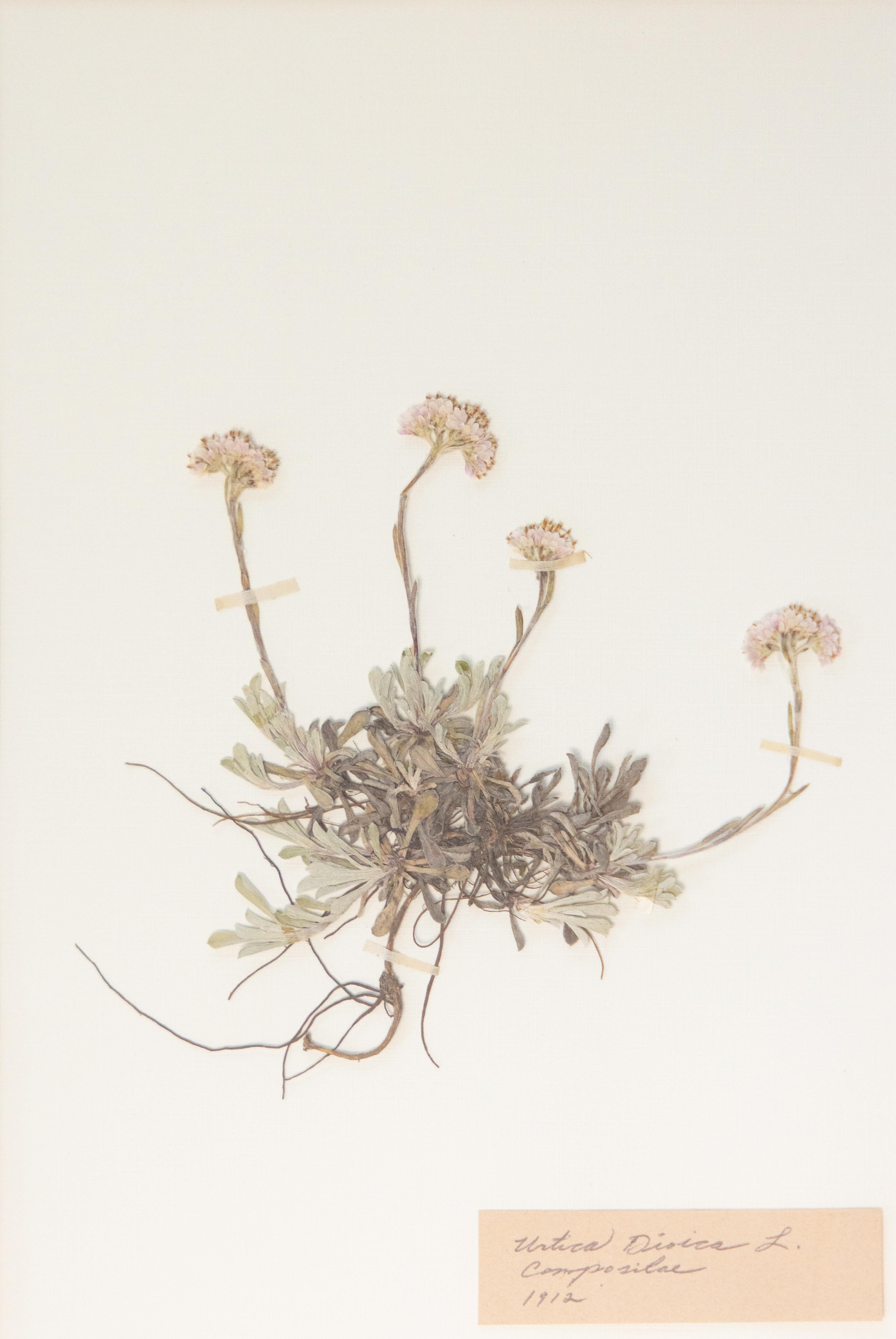 Spécimens botaniques de l'herbier suédois ancien encadrés sur mesure en vente 1
