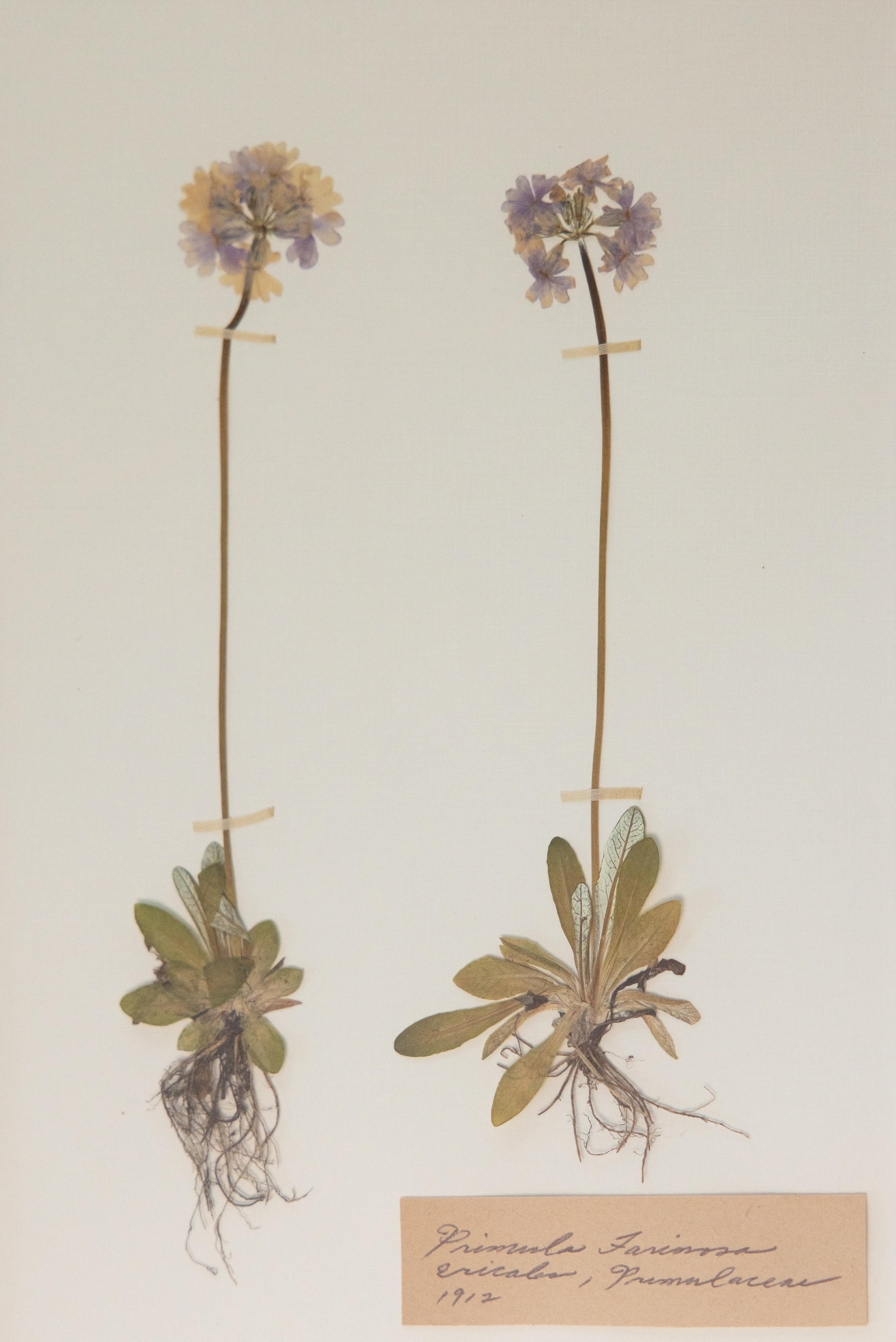 Spécimens botaniques de l'herbier suédois ancien encadrés sur mesure en vente 1