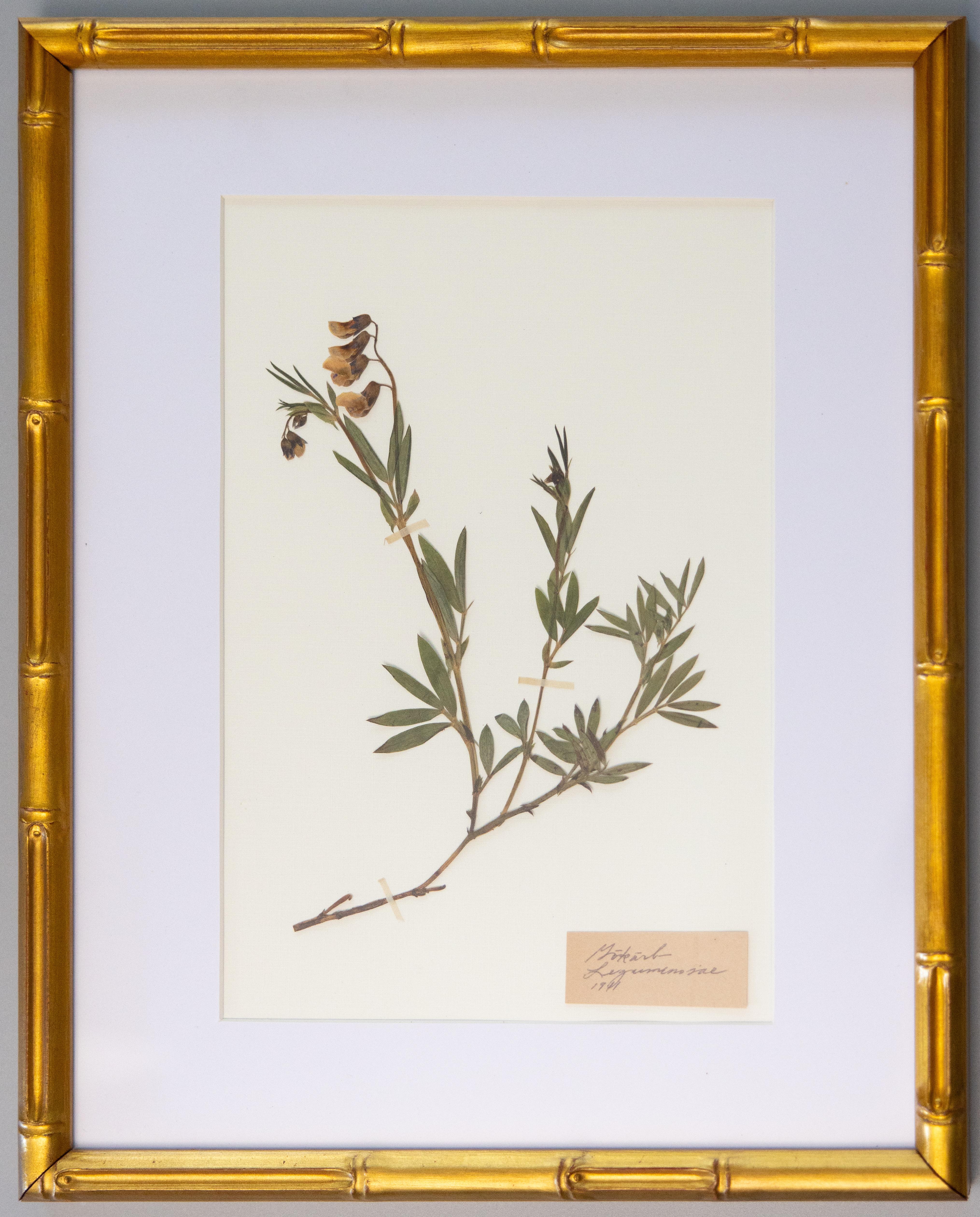 Spécimens botaniques de l'herbier suédois ancien encadrés sur mesure en vente 2