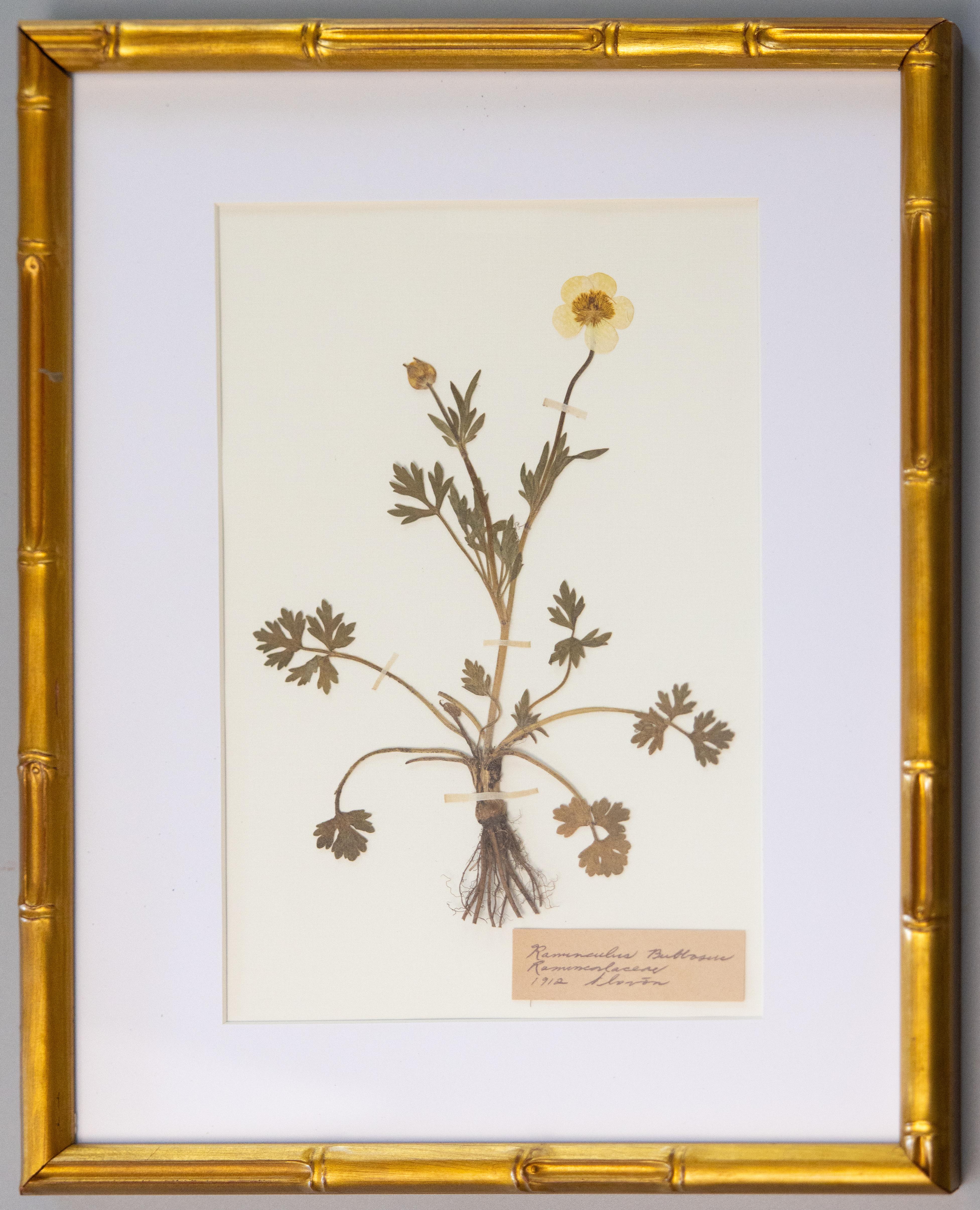 Spécimens botaniques de l'herbier suédois ancien encadrés sur mesure en vente 2