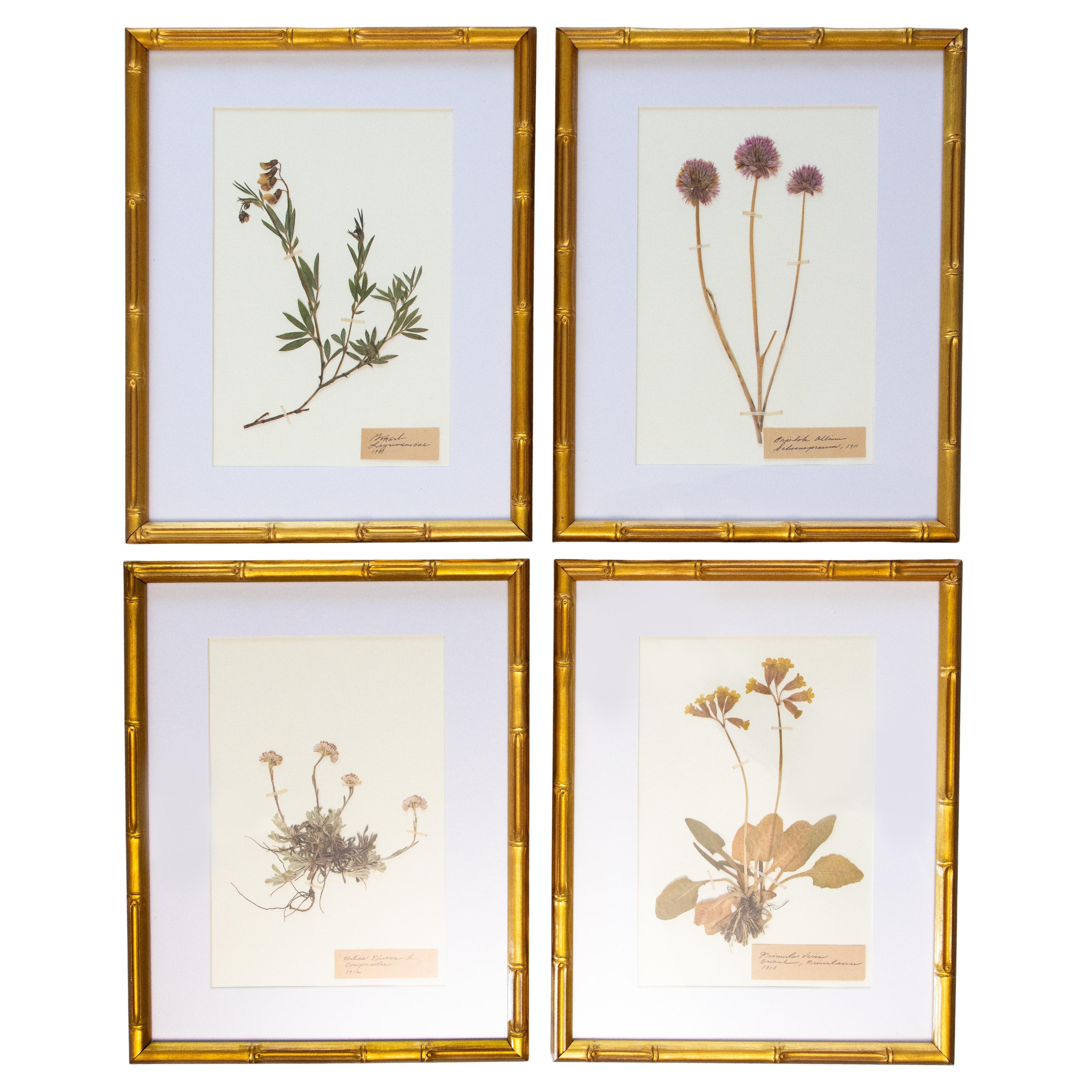 Spécimens botaniques de l'herbier suédois ancien encadrés sur mesure