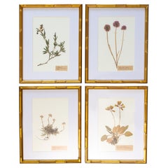 Spécimens botaniques de l'herbier suédois ancien encadrés sur mesure