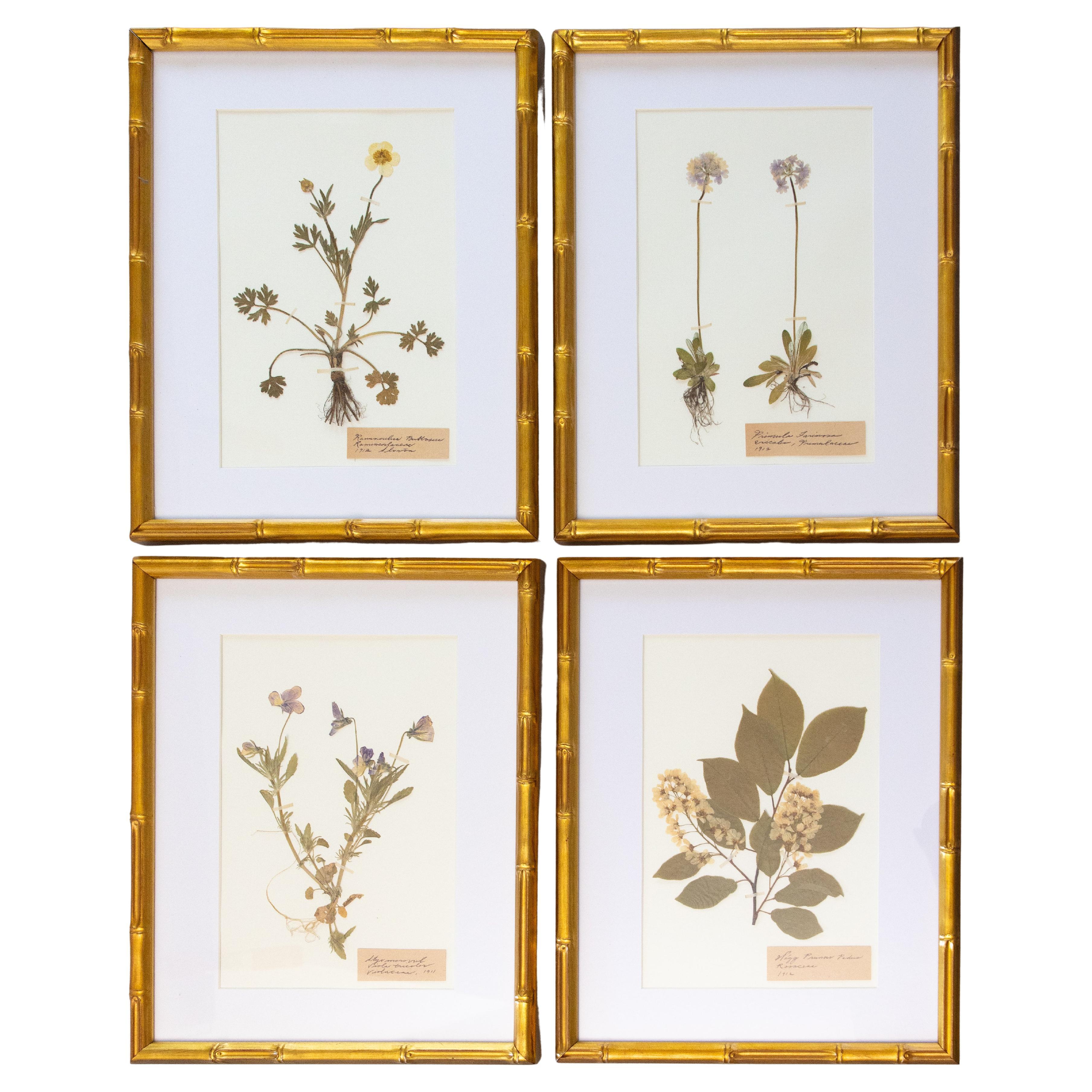 Spécimens botaniques de l'herbier suédois ancien encadrés sur mesure