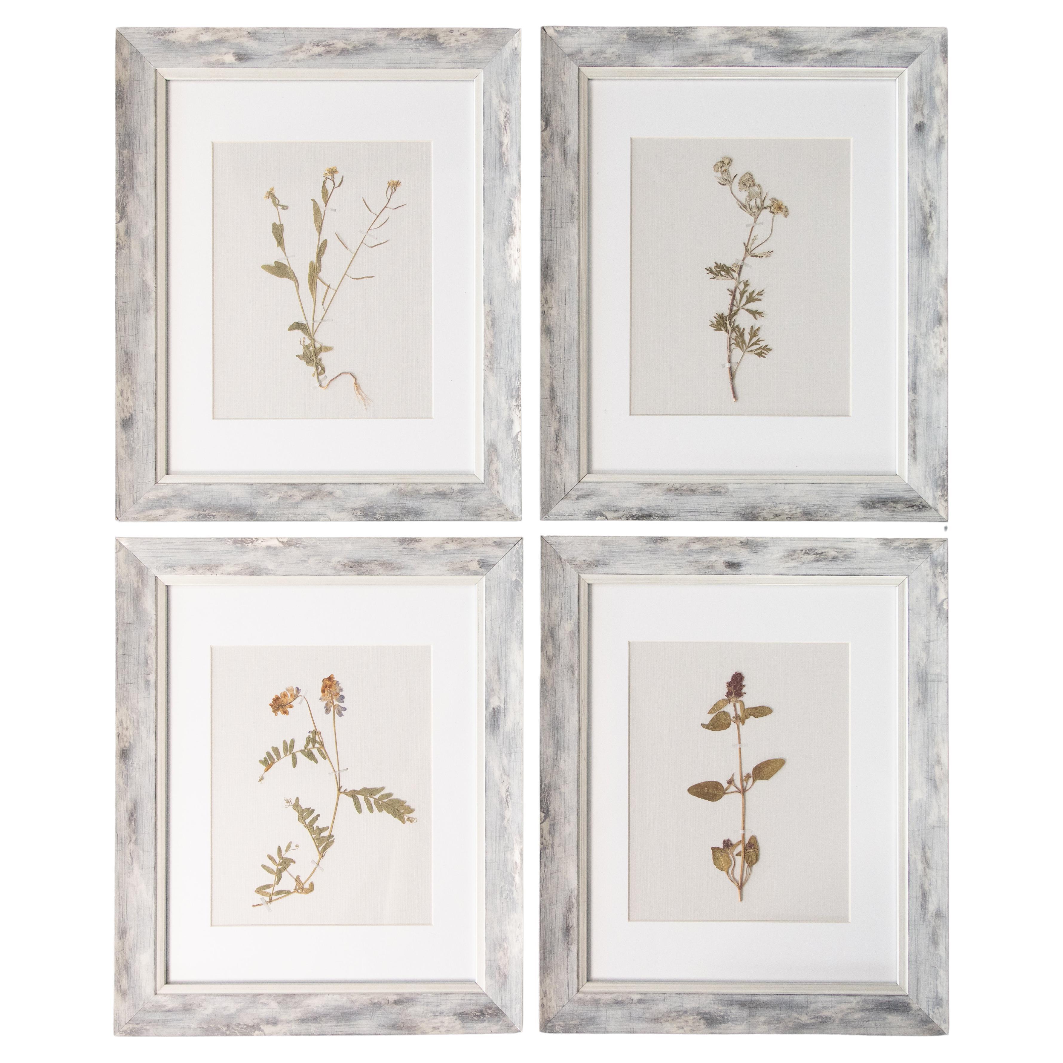 Set di quattro esemplari botanici dell'antico erbario svedese con cornice personalizzata